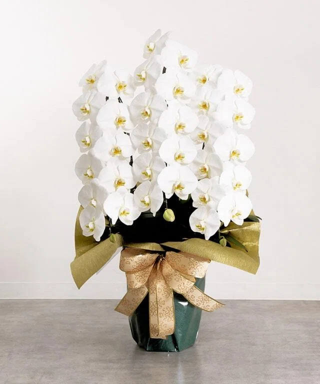 不思議なランの世界 -Species Diversity of Orchids-｜Kappa japonica