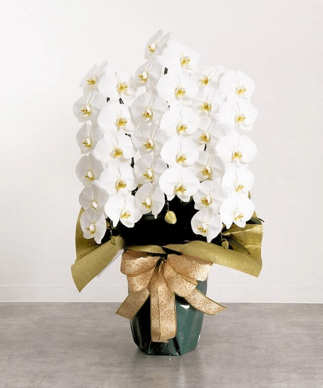 激安の 不思議なランの世界 Orchids-｜Kappa of Diversity -Species ジャケット・アウター