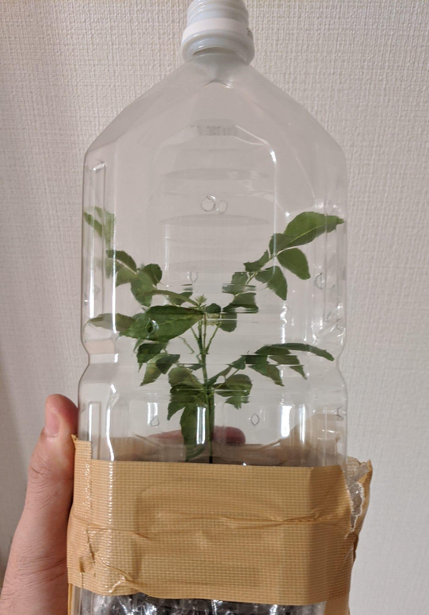 メルカリで自家製カレーが劇的に美味しくなった話。｜すしログ(大谷悠也)