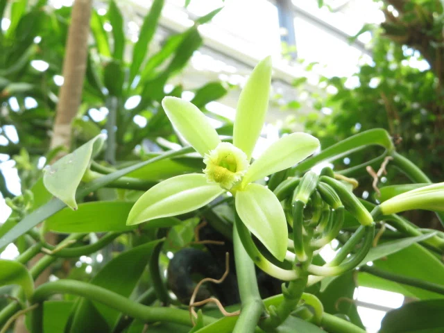 不思議なランの世界 -Species Diversity of Orchids-｜Kappa japonica