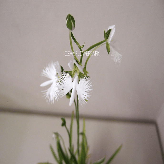 不思議なランの世界 -Species Diversity of Orchids-｜Kappa japonica