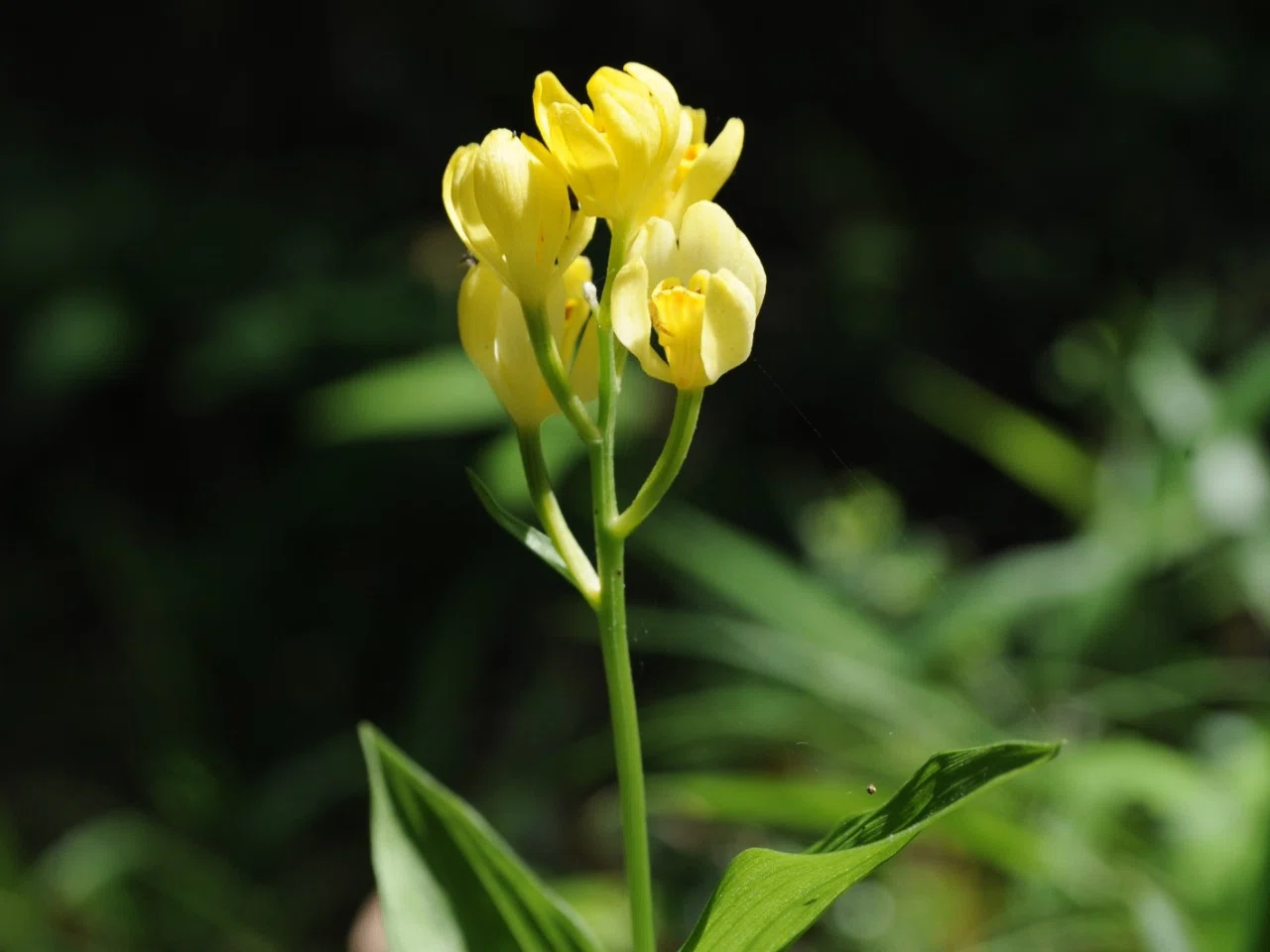 不思議なランの世界 -Species Diversity of Orchids-｜Kappa japonica