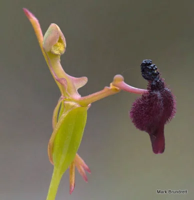 不思議なランの世界 -Species Diversity of Orchids-｜Kappa japonica