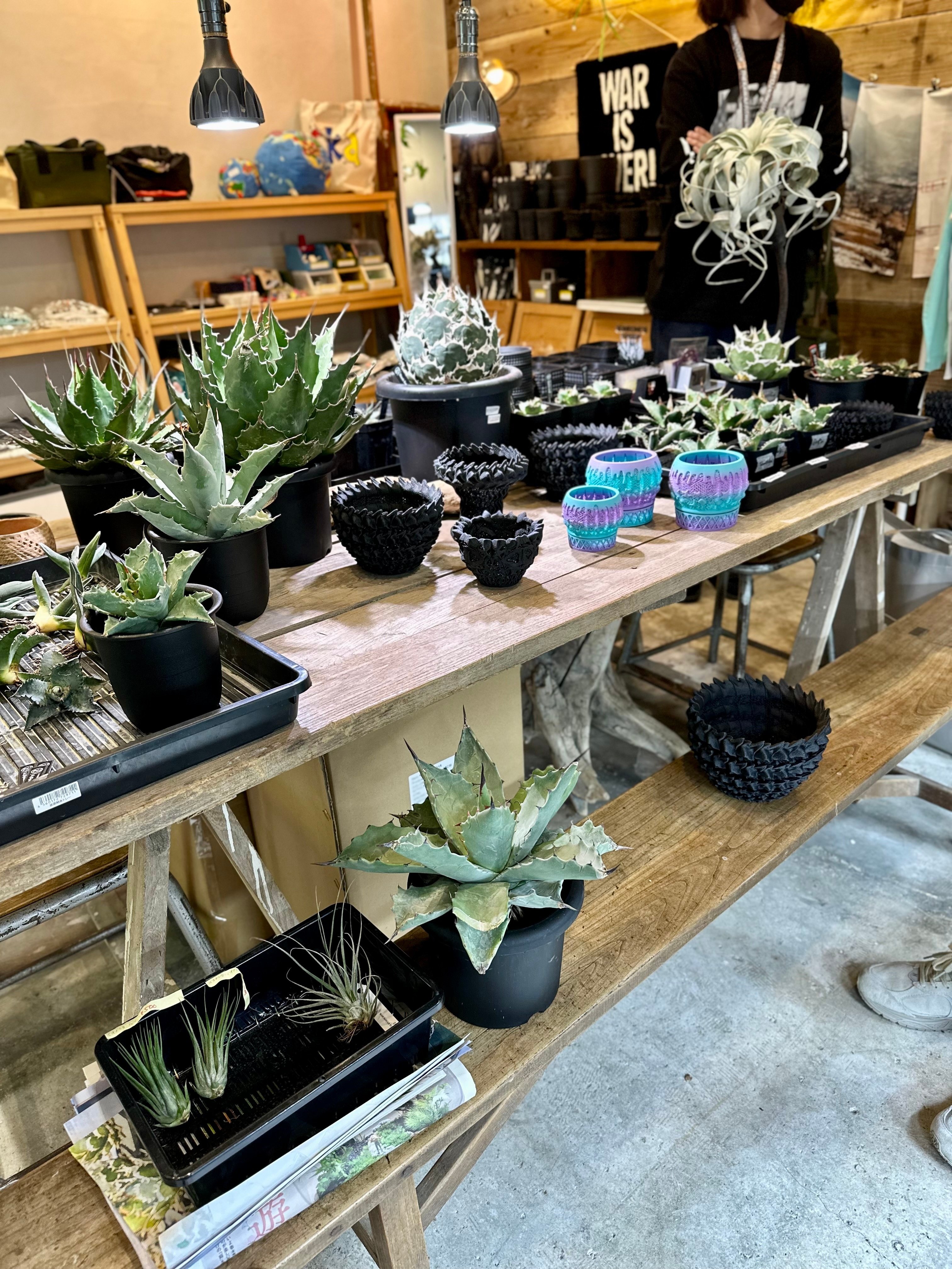 仙台のアガベ専門店『PLANTISTIC!』さんについて｜Re-NEWAL