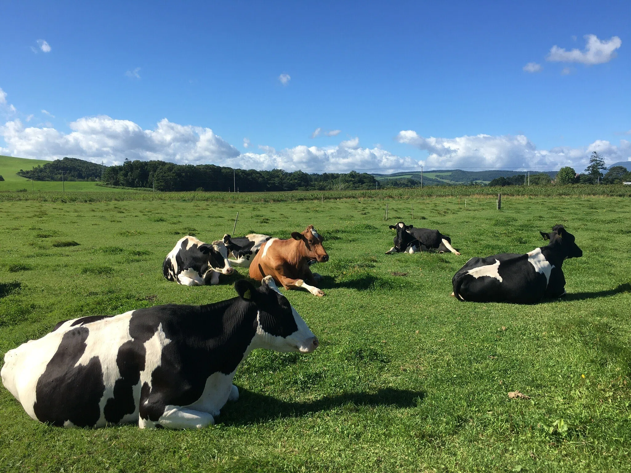 Highly recommended for those who don't like milk! The season for