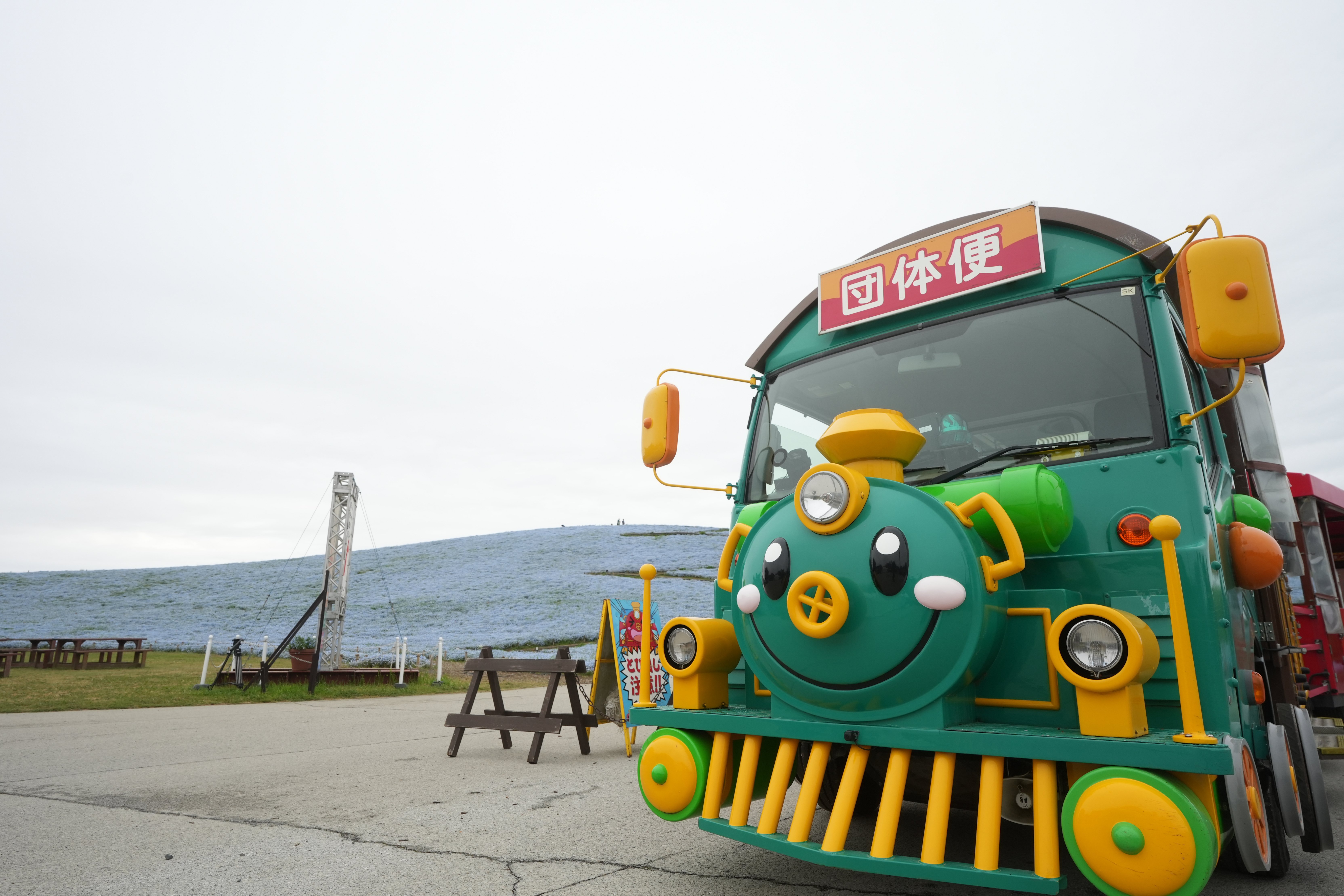 ネモフィラ早期満喫観賞体験に密着【ひたちなか30th】｜ひたちなか市