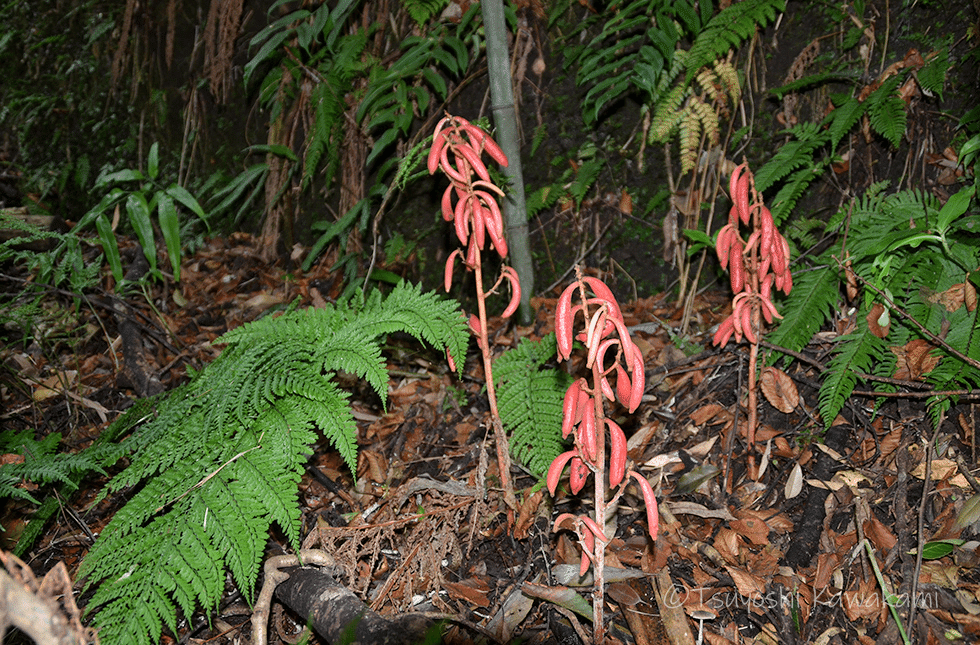 不思議なランの世界 -Species Diversity of Orchids-｜Kappa