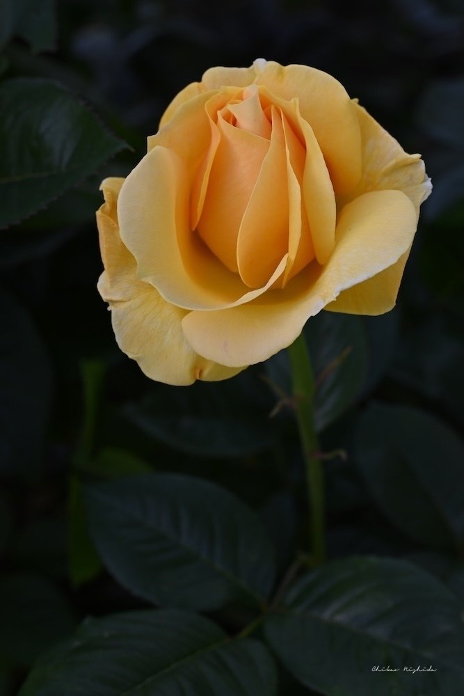 薔薇の悲哀・・・写真家の厳しい視点から見る熊本市動植物園｜西田親生