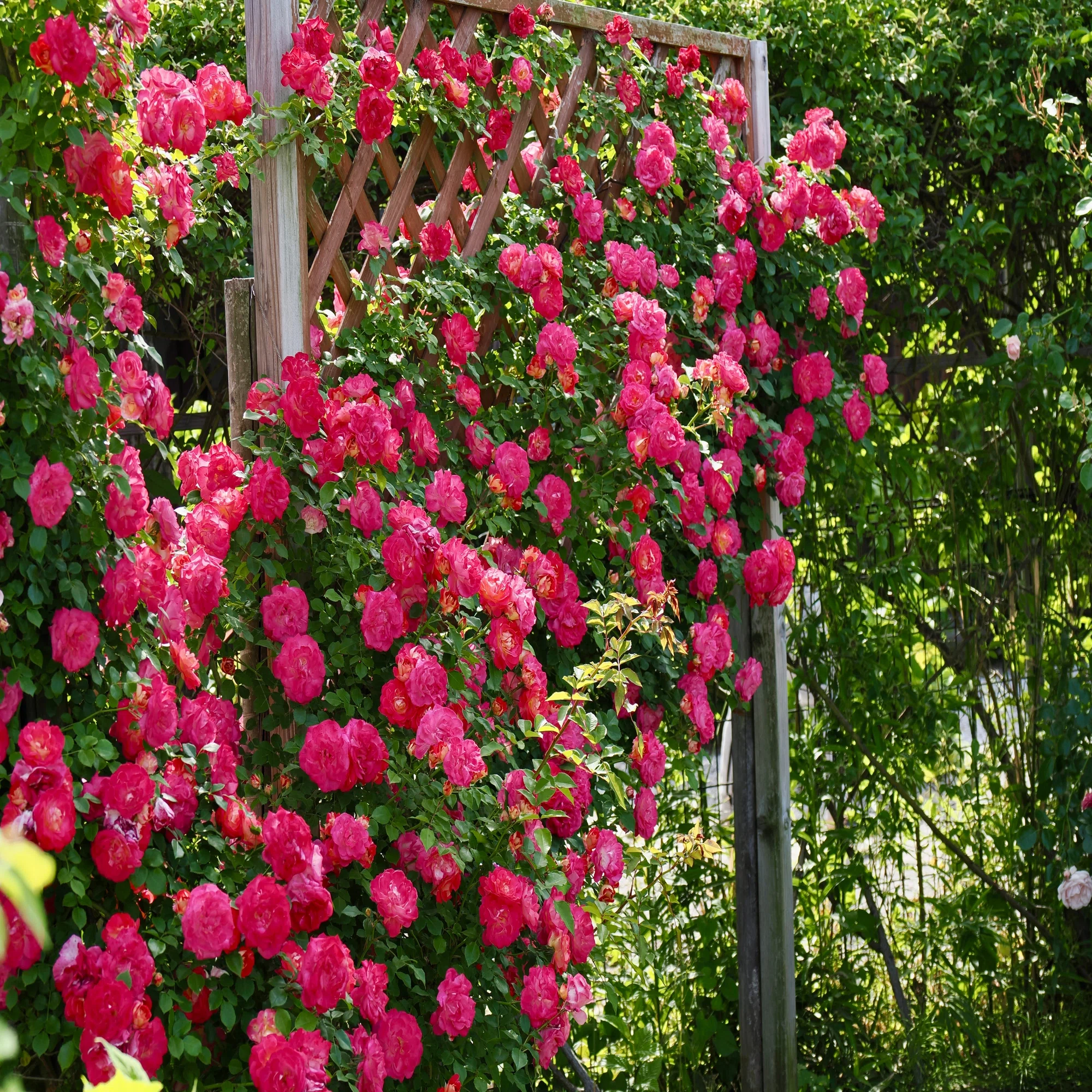 薔薇づくし 無料とは思えない薔薇咲き乱れる旧家の庭園｜Bun bun 