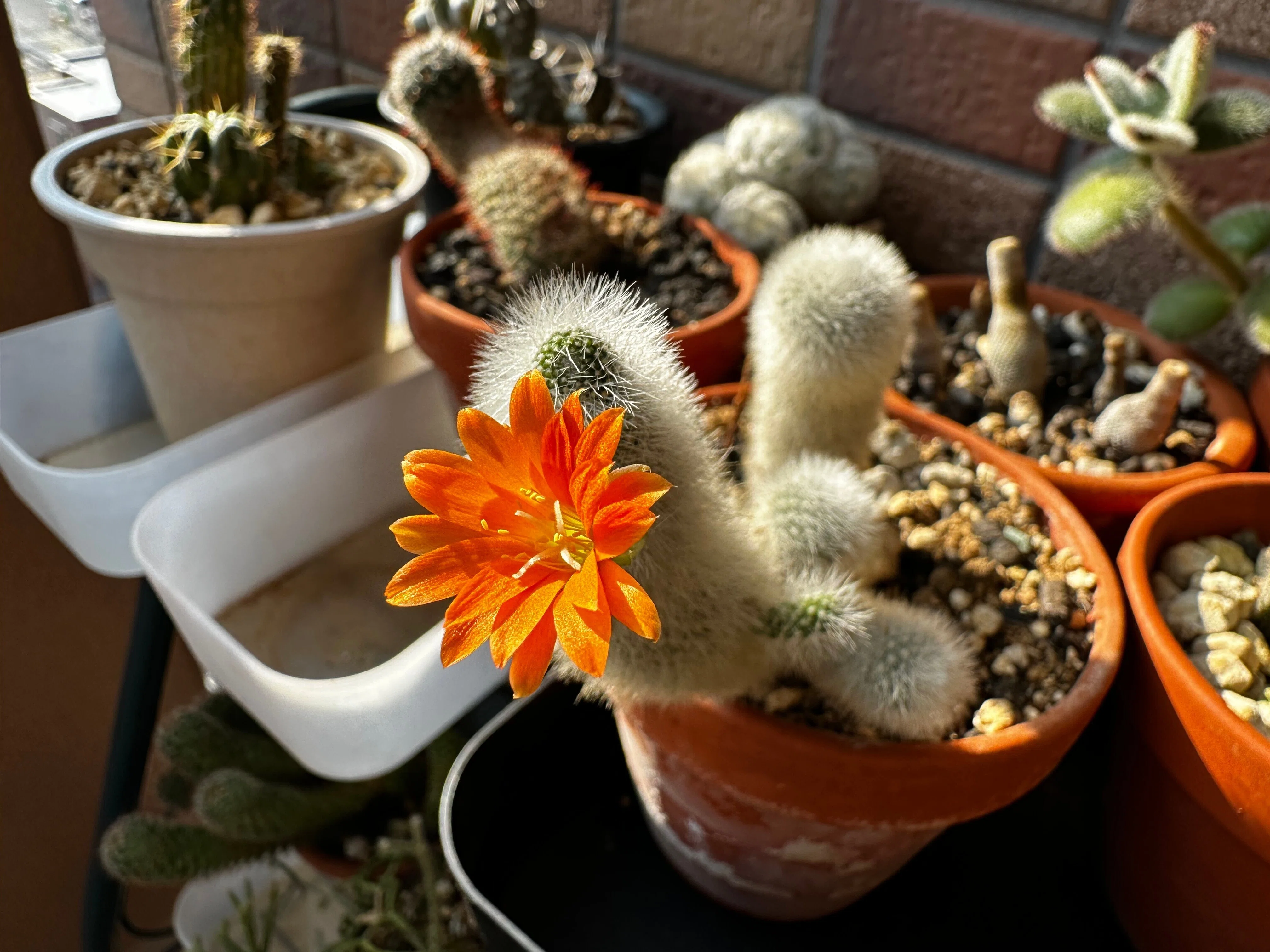 ベランダが花盛り（初夏のサボテンと多肉植物）｜なつこN：毎日を機嫌
