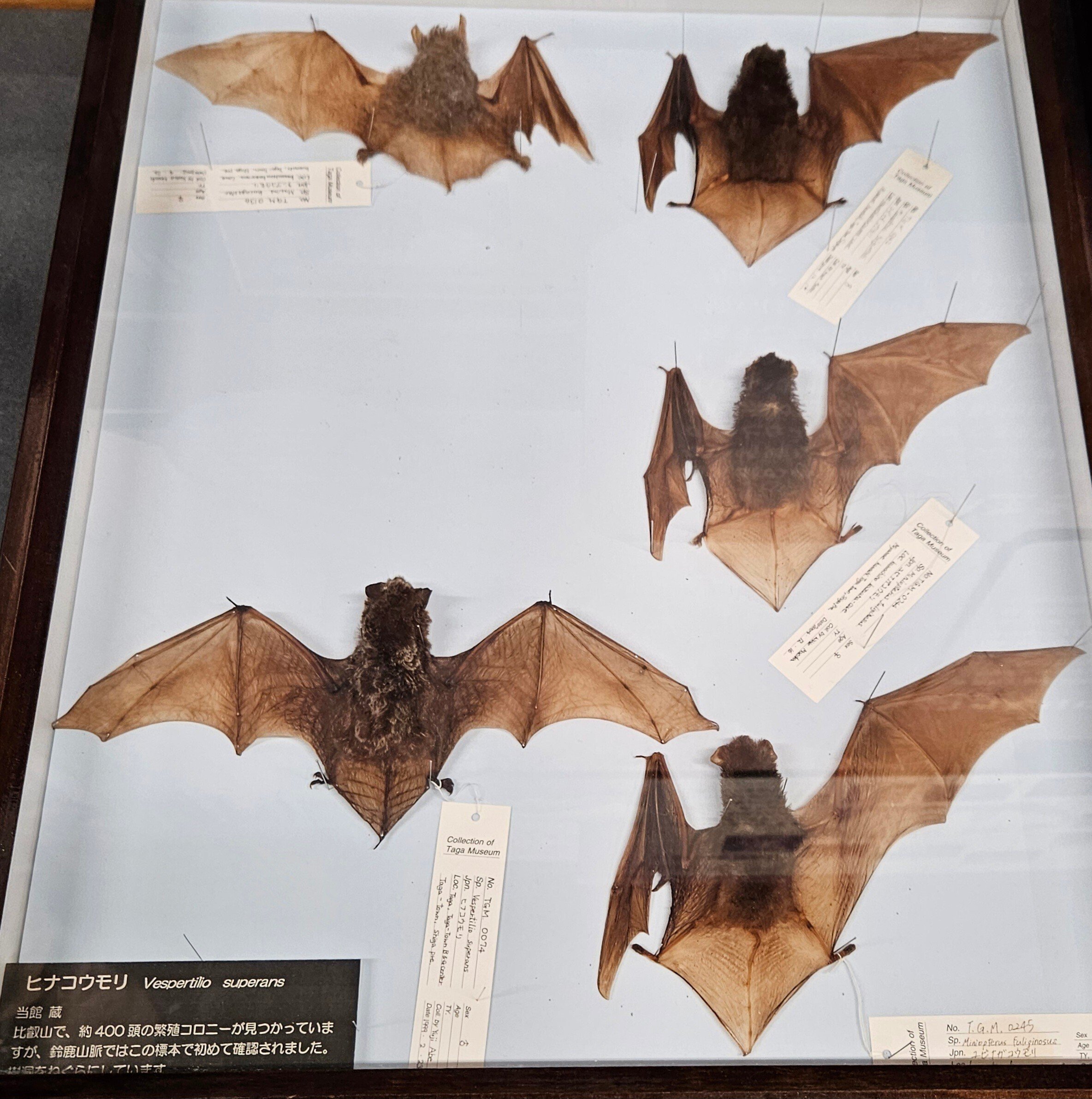 コウモリ 標本（タイ産） コウモリ 標本（タイ産）