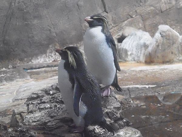 イワトビペンギンの写真７