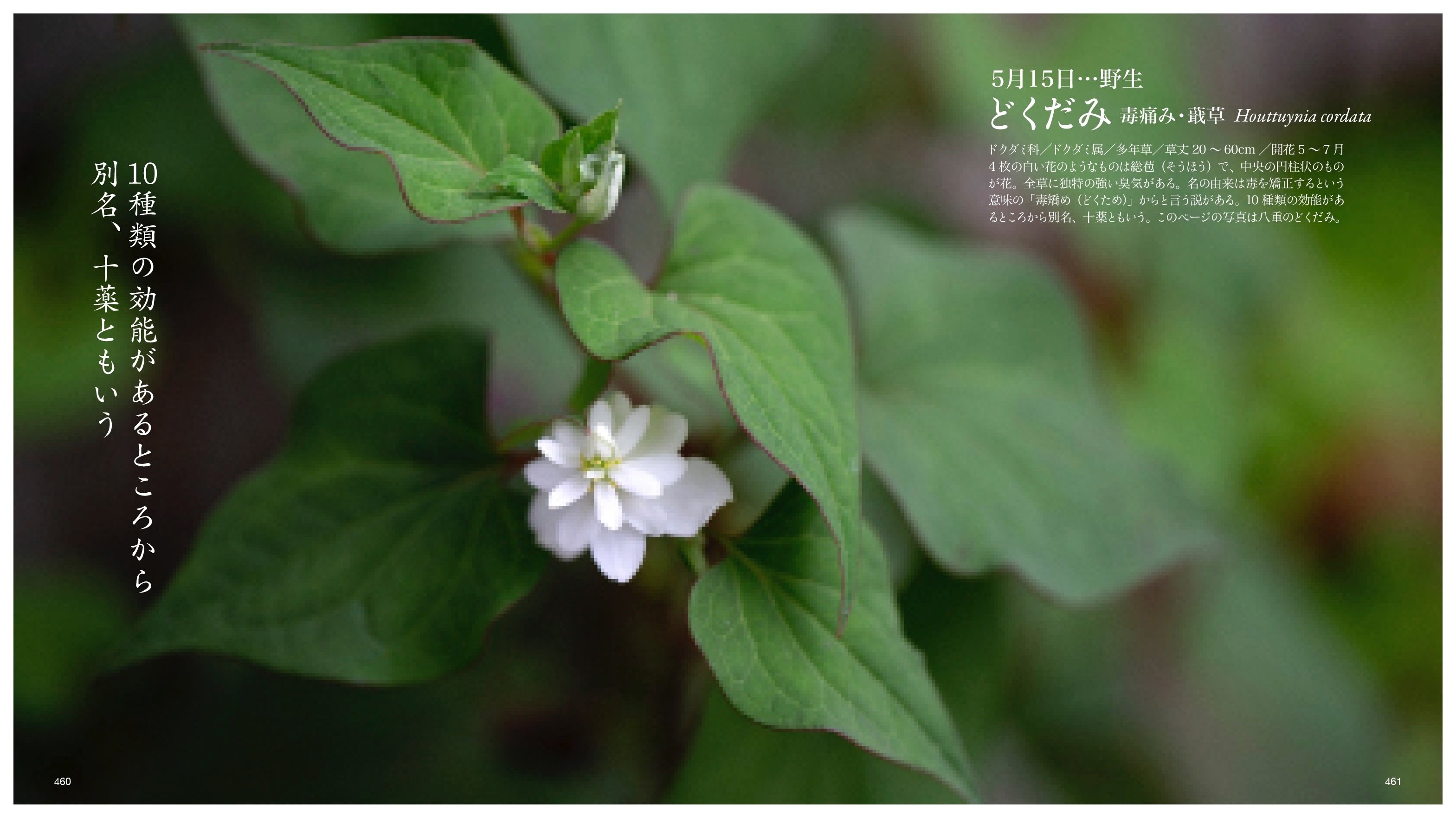 5月15日…野生｜taku