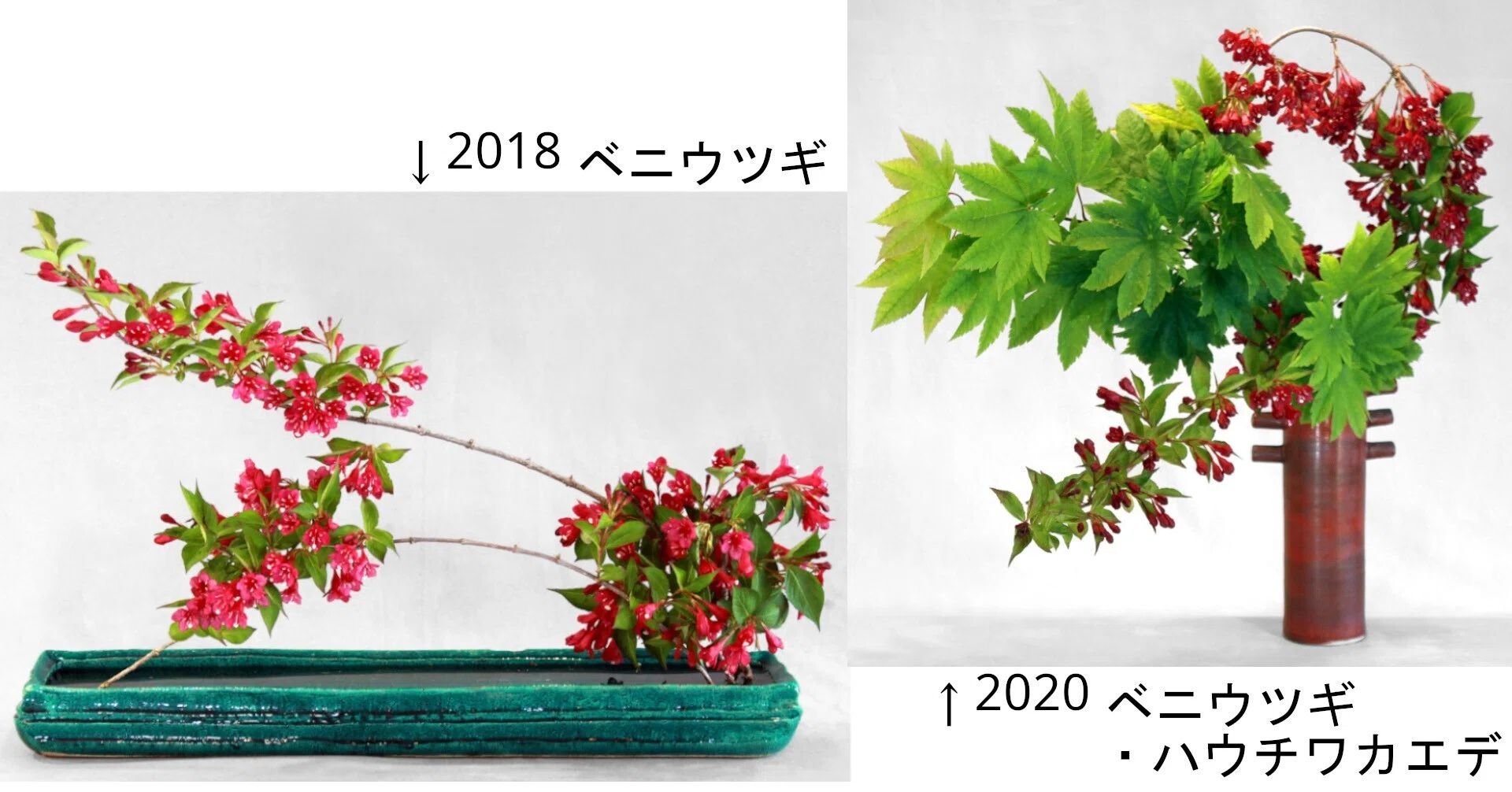 いけばな歳時記 タニウツギ｜広瀬典丈