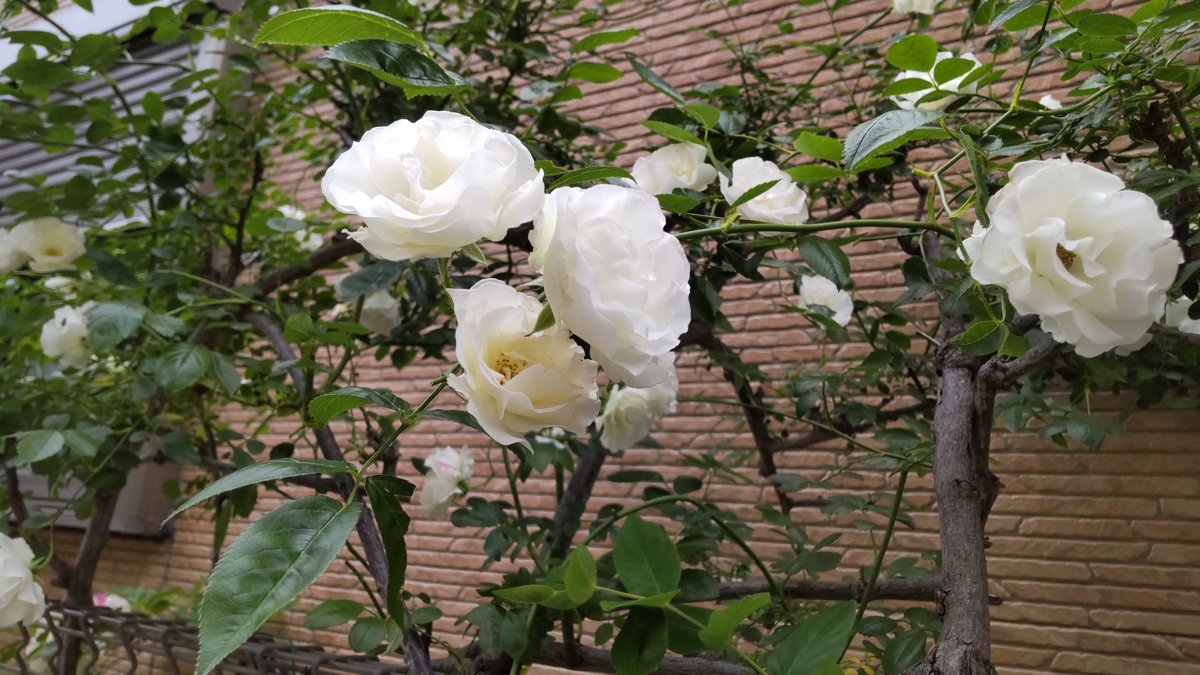 白いバラの垣根｜haruka