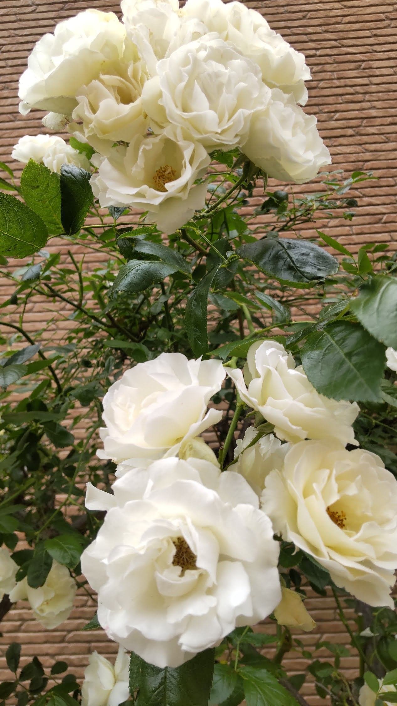 白いバラの垣根｜haruka