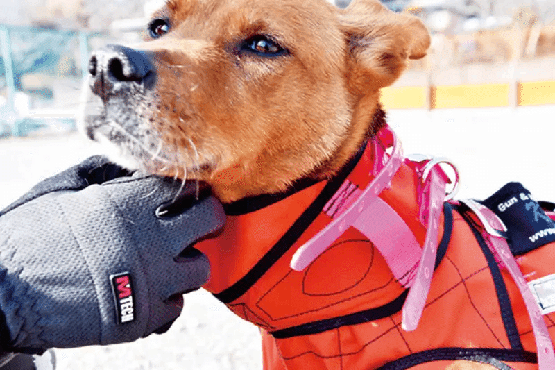 危険すぎるイノシシの牙! 猪犬を守るための防牙ベストの世界 危険すぎるイノシシの牙! 猪犬を守るための防牙ベストの世界