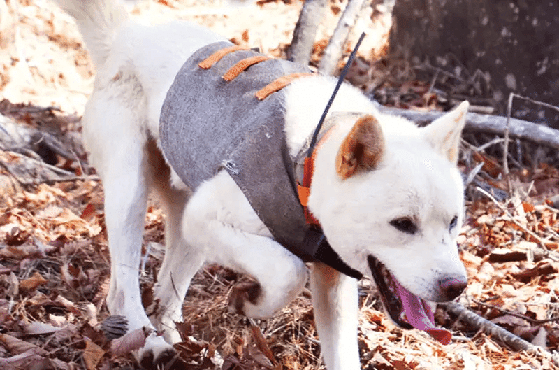 危険すぎるイノシシの牙! 猪犬を守るための防牙ベストの世界 危険すぎるイノシシの牙! 猪犬を守るための防牙ベストの世界