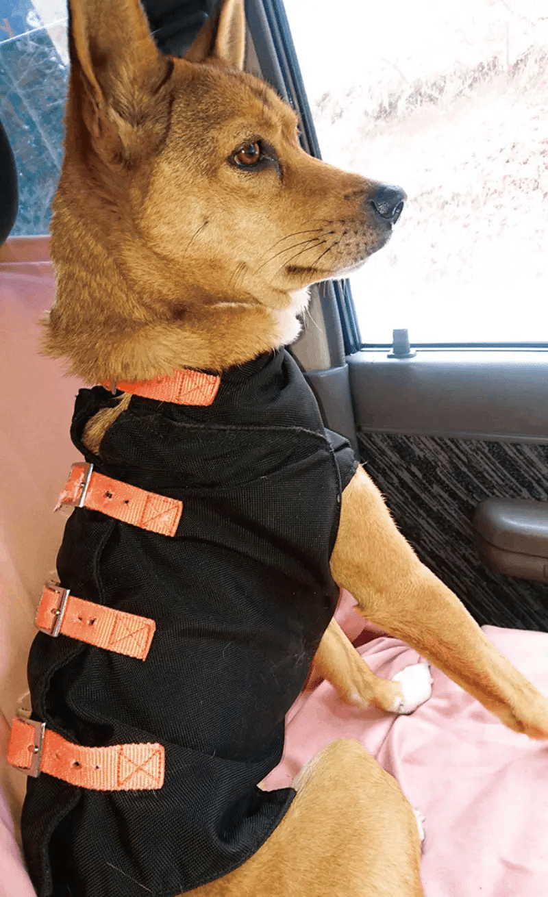 危険すぎるイノシシの牙! 猪犬を守るための防牙ベストの世界 危険すぎるイノシシの牙! 猪犬を守るための防牙ベストの世界