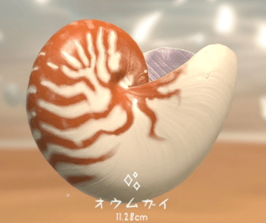 Nautilus　オウムガイ　生きた化石　美麗 Nautilus オウムガイ 生きた化石 美麗 Nautilus オウムガイ 生き
