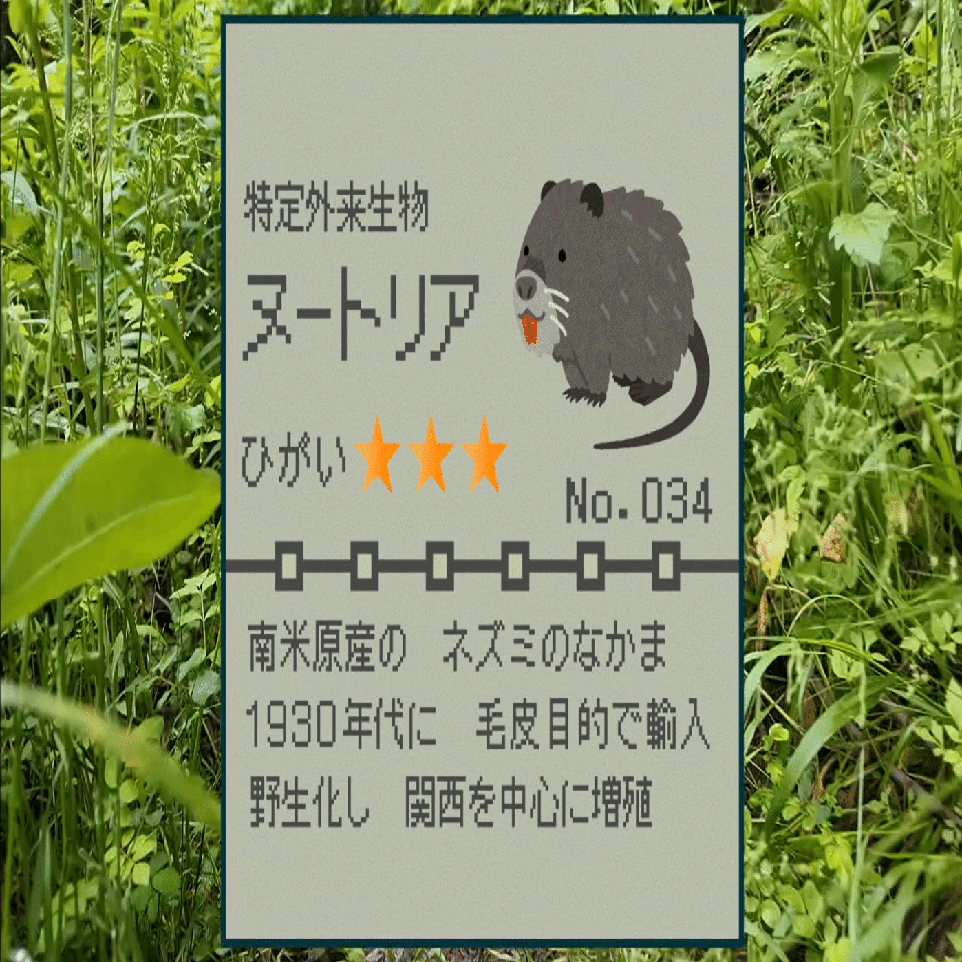 生息域拡大！水辺の巨大ネズミ～大阪府～｜J:COM地域取材ノート