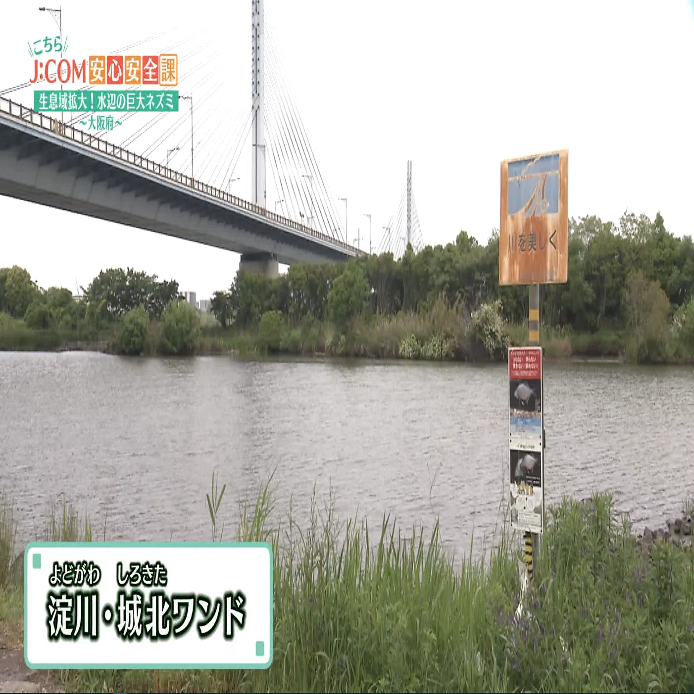 生息域拡大！水辺の巨大ネズミ～大阪府～｜J:COM地域取材ノート