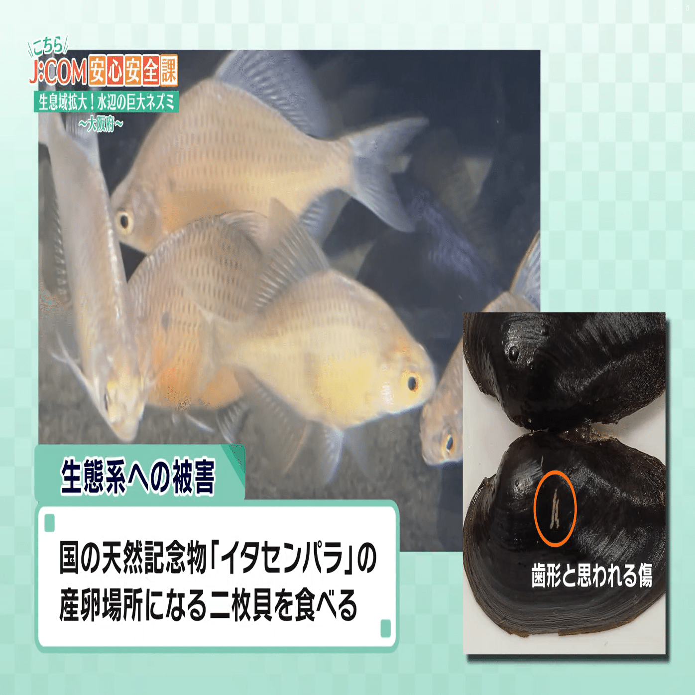 生息域拡大！水辺の巨大ネズミ～大阪府～｜J:COM地域取材ノート