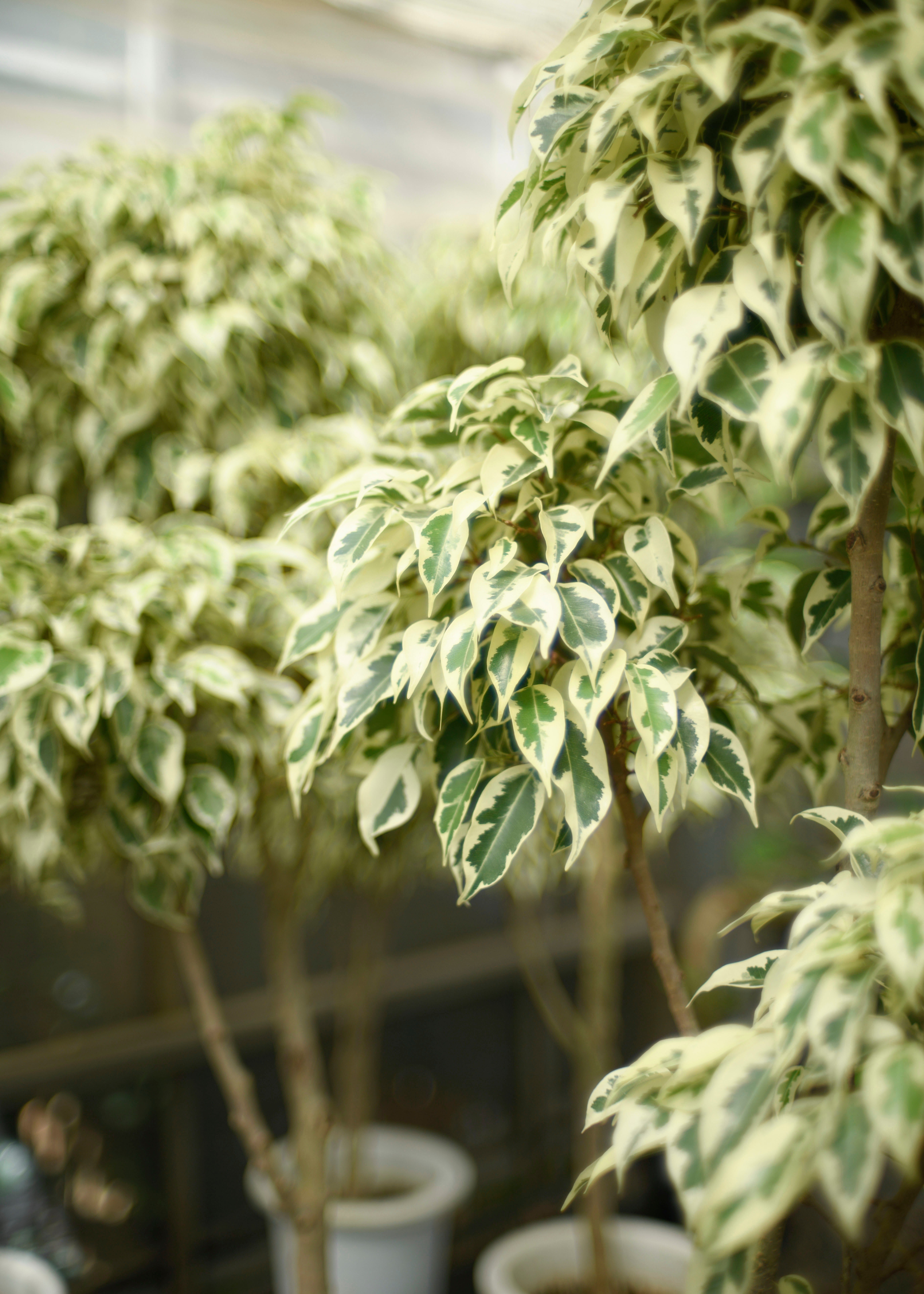 ハウス日記 Vol.48 フィカス・ベンジャミン・スターライト🌿｜AND PLANTS