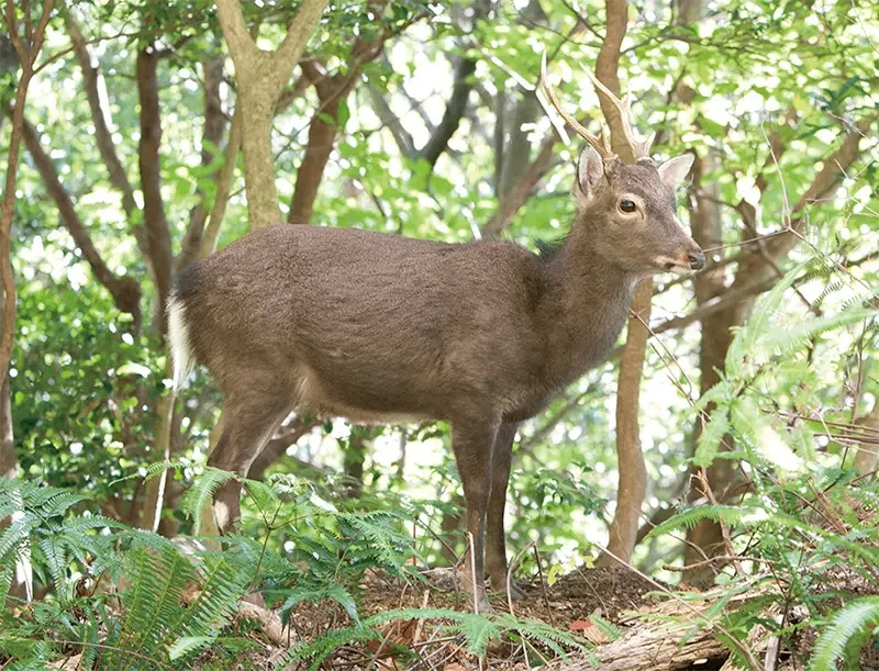 ヤクシカ、屋久島から全国へ 〜 ジビエ・加工品としての利活用現場