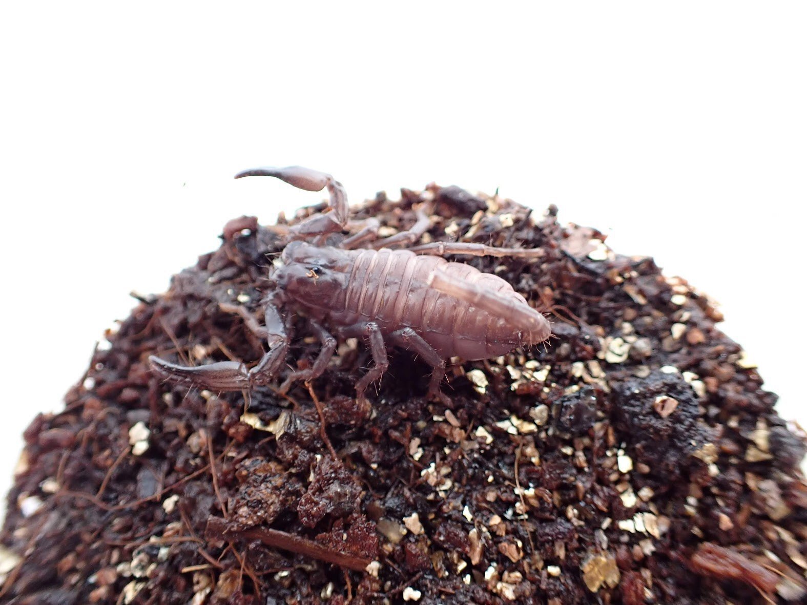 タランチュラ&サソリ : all about tarantula and sc… サバブルー｜虫の森