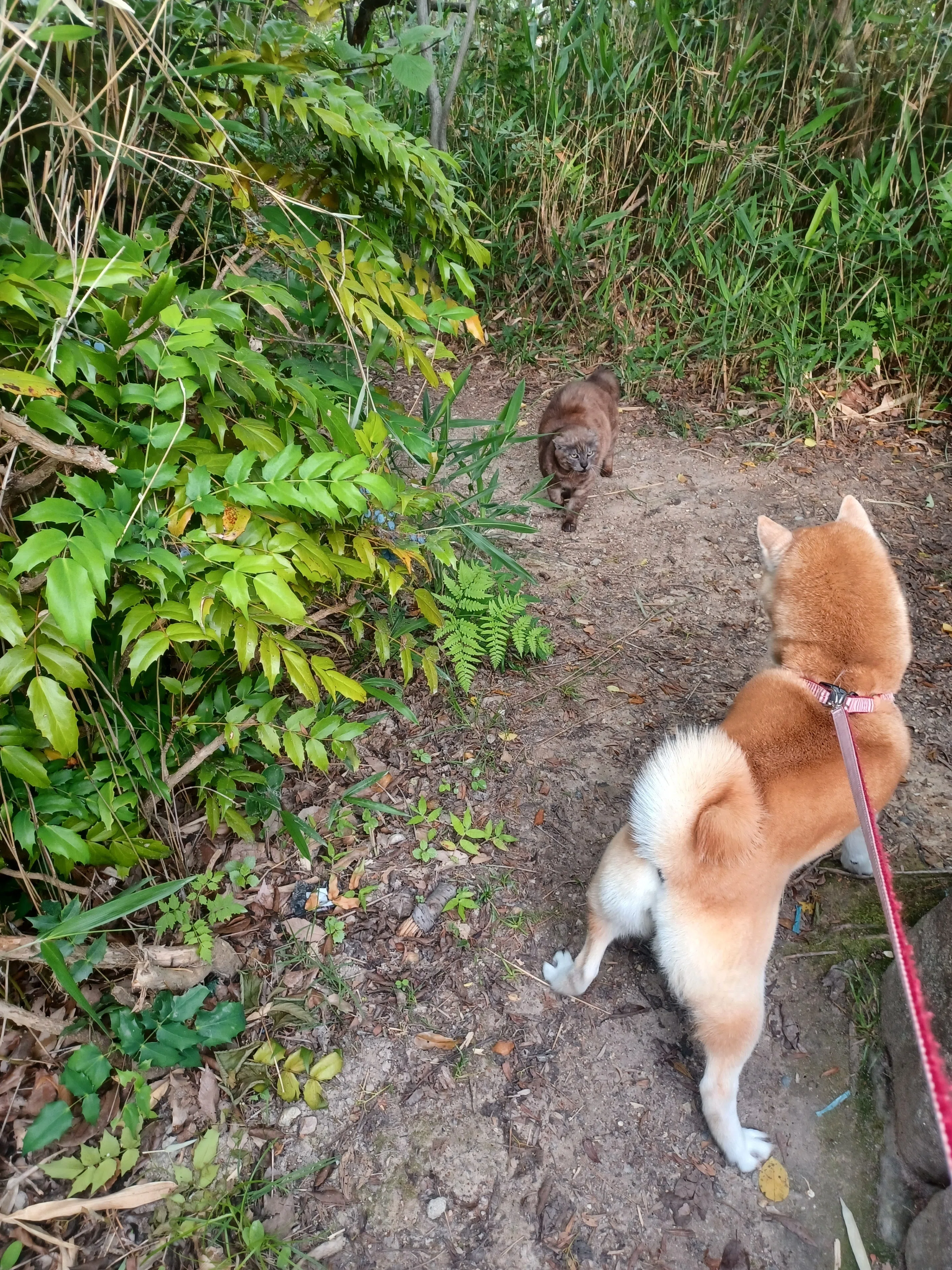 公園で、外飼い？｜ soyo
