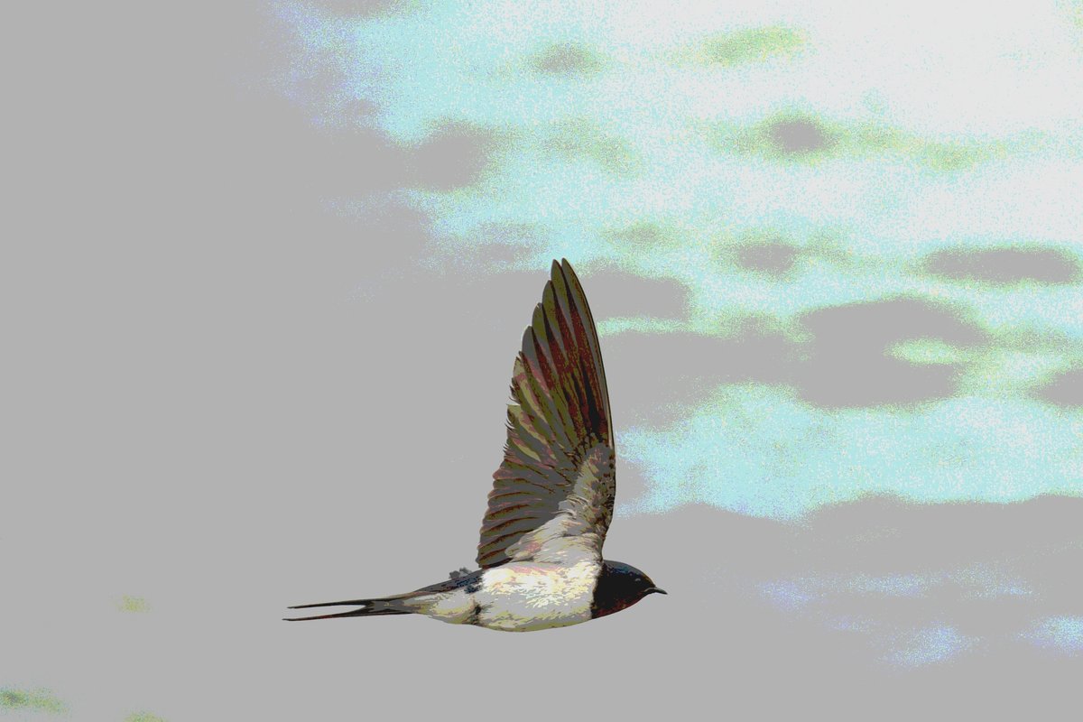 それっぽい鳥さんの画像をつくる方法に関する話｜東風谷Ch