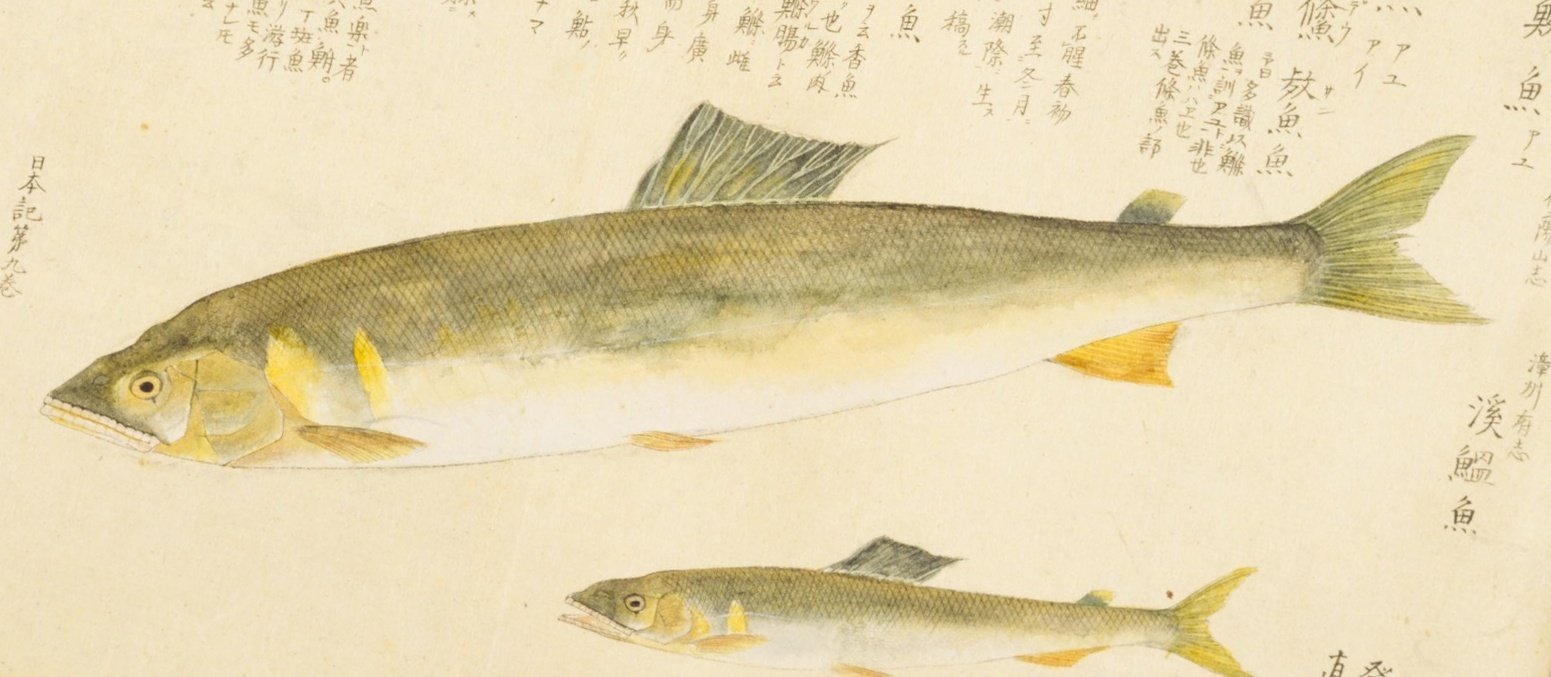 梅園魚品図正】(24) 細鱗魚（あゆ）／縞鯛（しまだい）｜mominaina