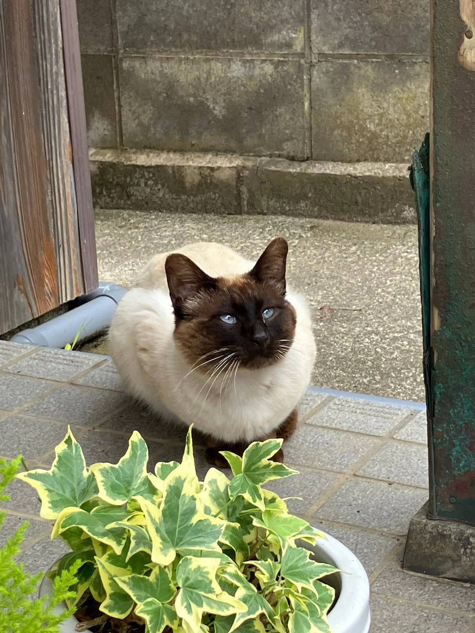 古民家の2階に忍び込んで見つかってしまった猫ちゃん、大胆不敵にも2