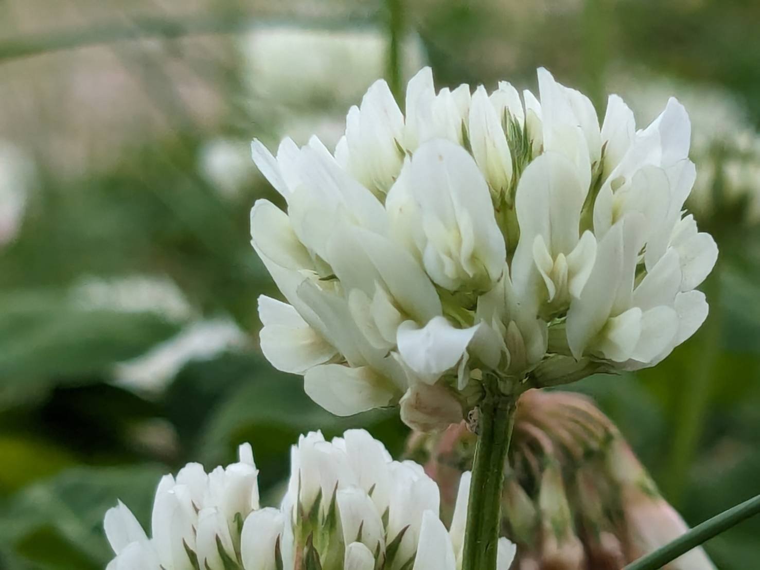 シロツメクサ 強くて美しい。まるでドレスのようなお花の野草｜ぜん