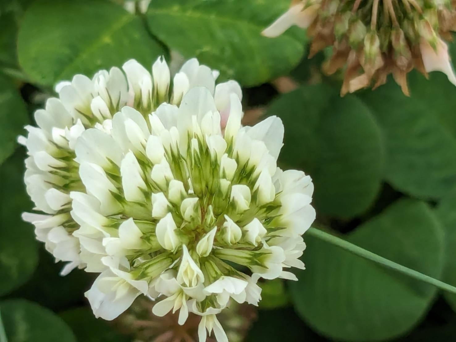 シロツメクサ 強くて美しい。まるでドレスのようなお花の野草｜ぜん