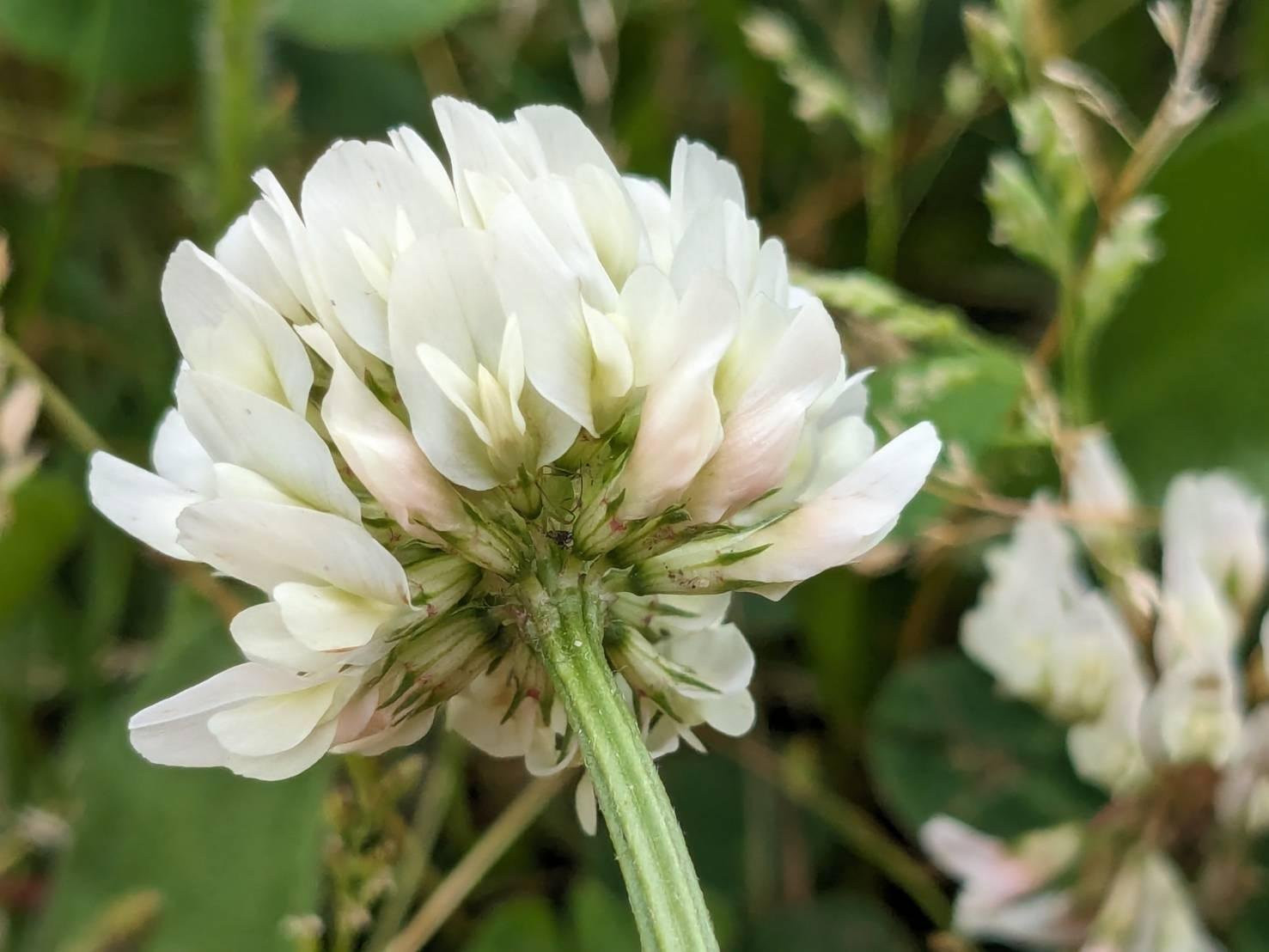 シロツメクサ 強くて美しい。まるでドレスのようなお花の野草｜ぜん