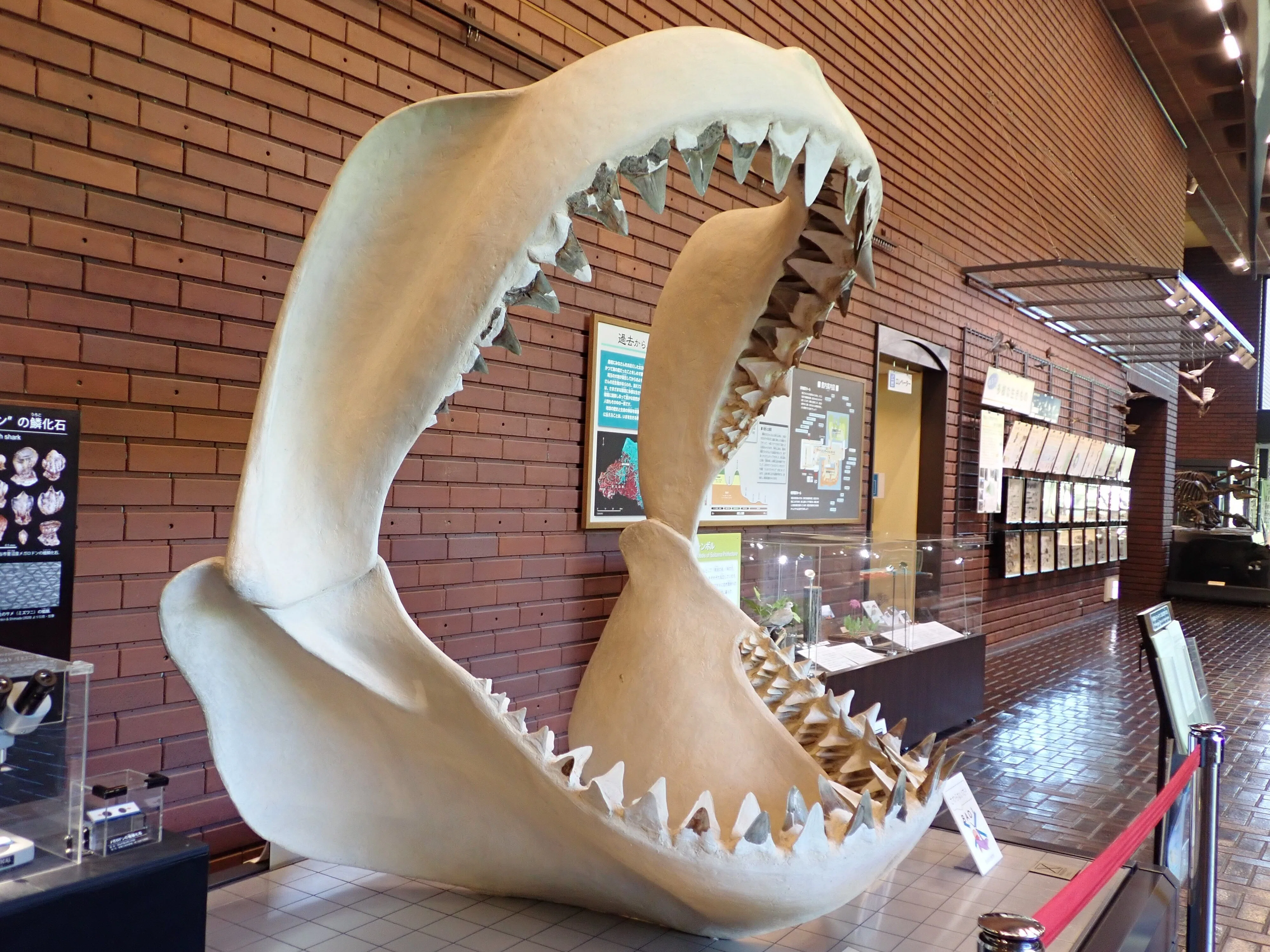 多摩川の生き物とヒト その218 番外 埼玉県立自然の博物館へ '24/4/20