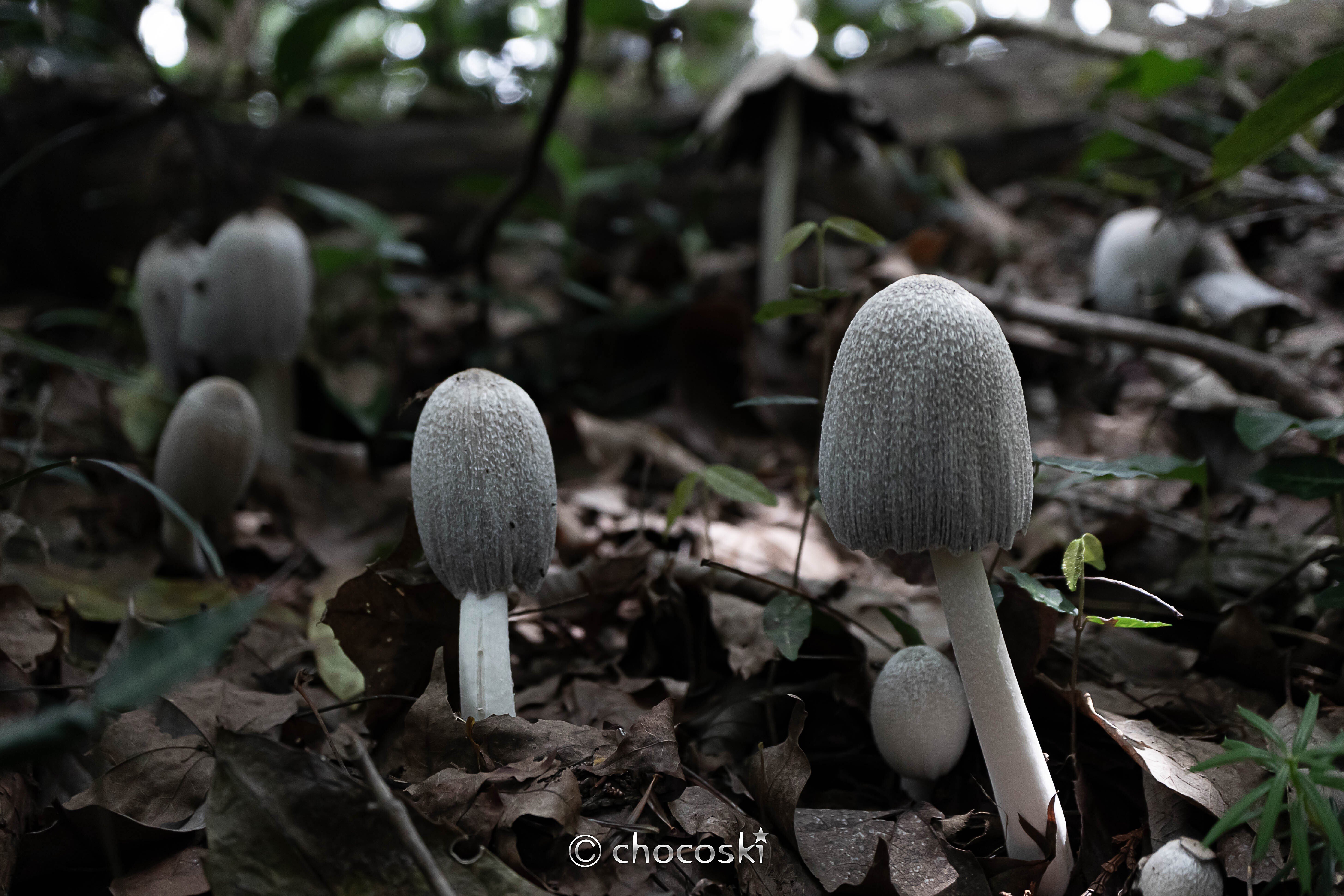 きのこ散歩＊2024/5/25きのこついでに高尾スタンプハイク｜ちょこすき