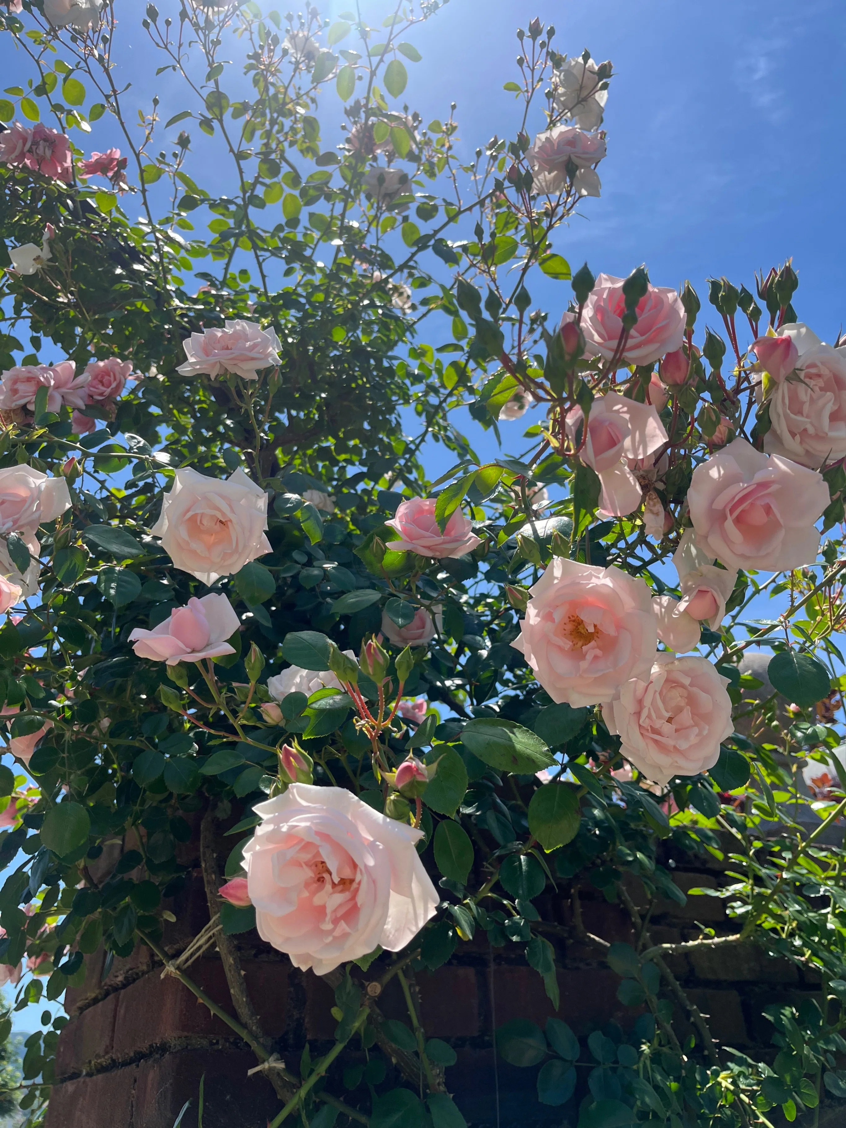 薔薇の魅力あふれるイングリッシュガーデン スタジオ着工！！｜高田