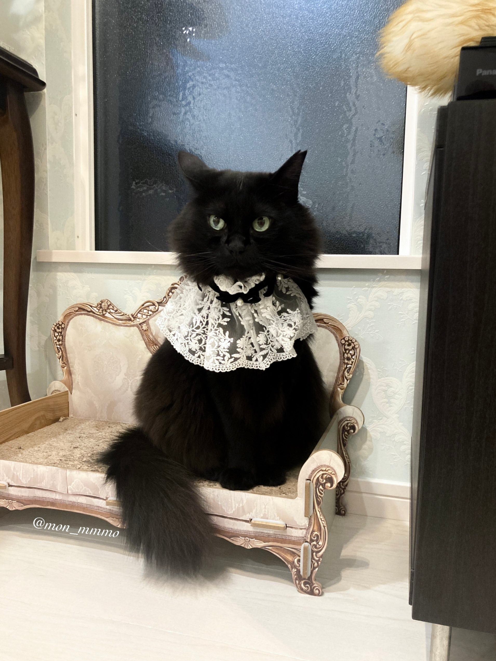 送料無料の商品 完全に一致】猫のプリントTシャツを着たご主人に背負われる黒猫 絵画