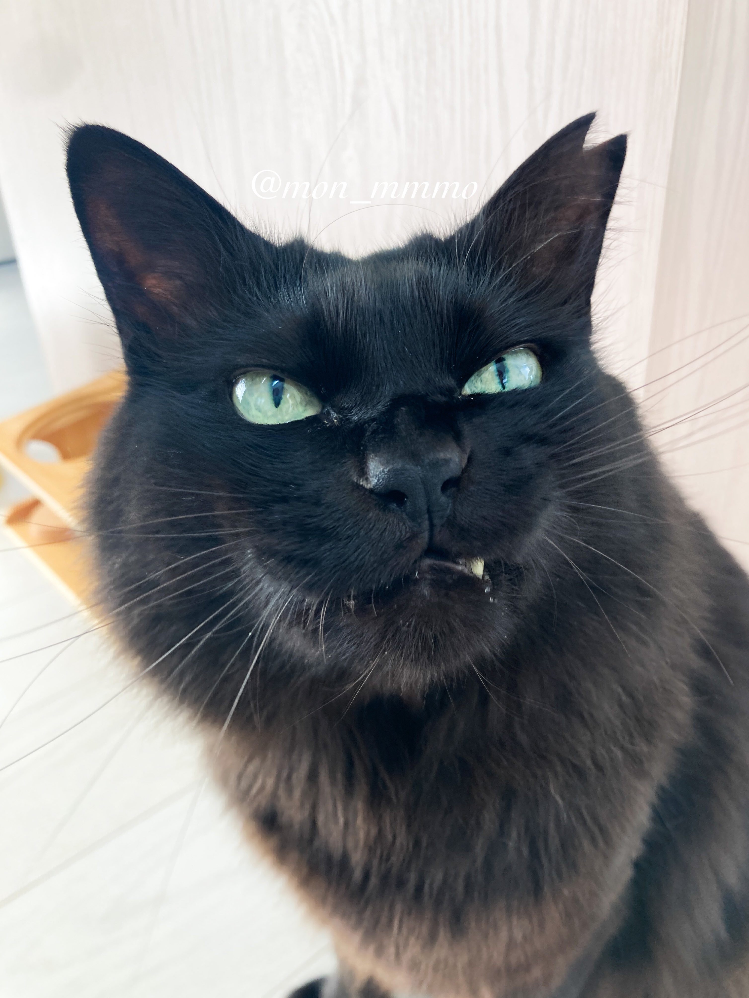 完全に一致】猫のプリントTシャツを着たご主人に背負われる黒猫