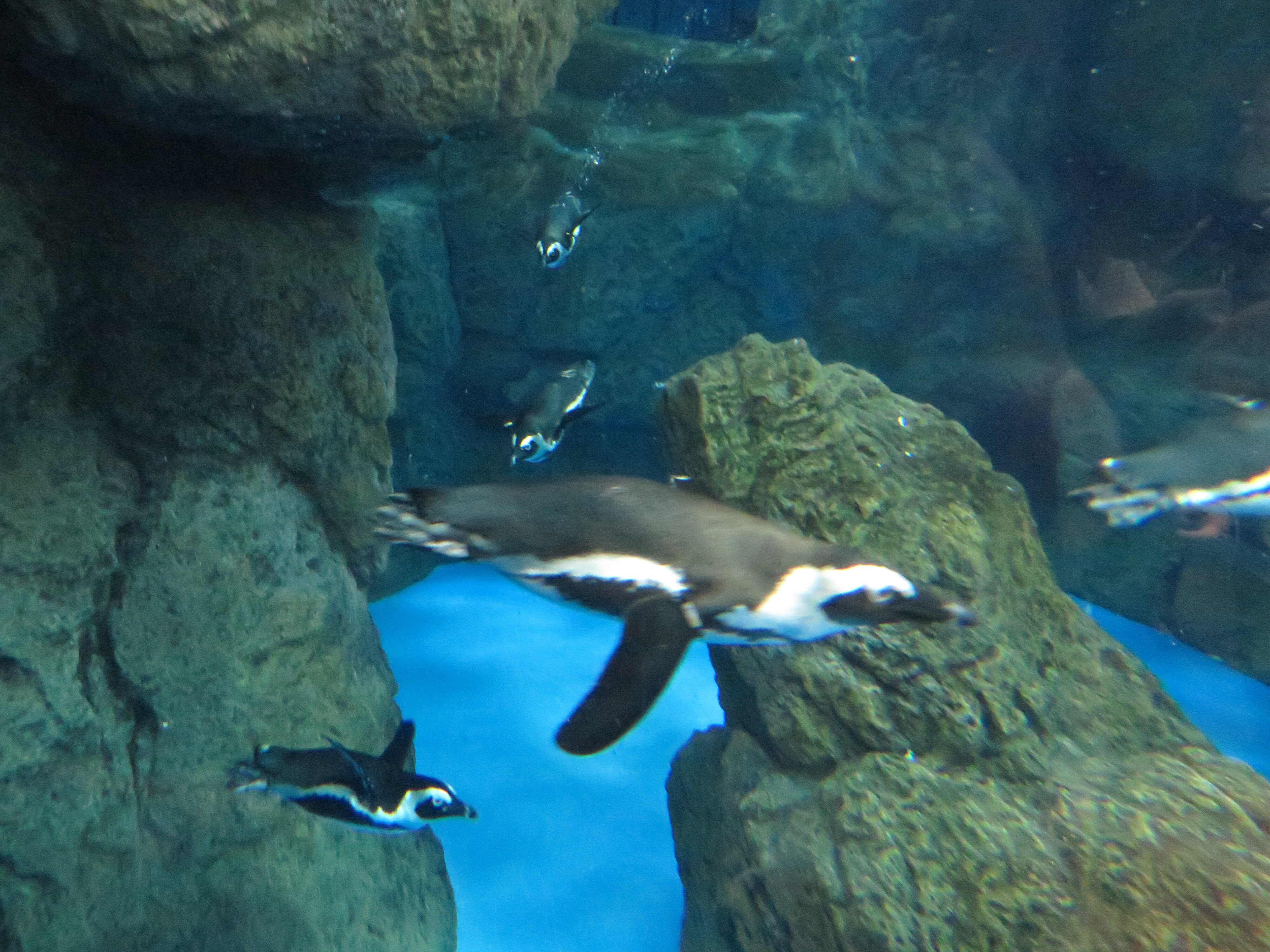 園館レポNo.06 京都水族館(2018年訪問)｜Olivine