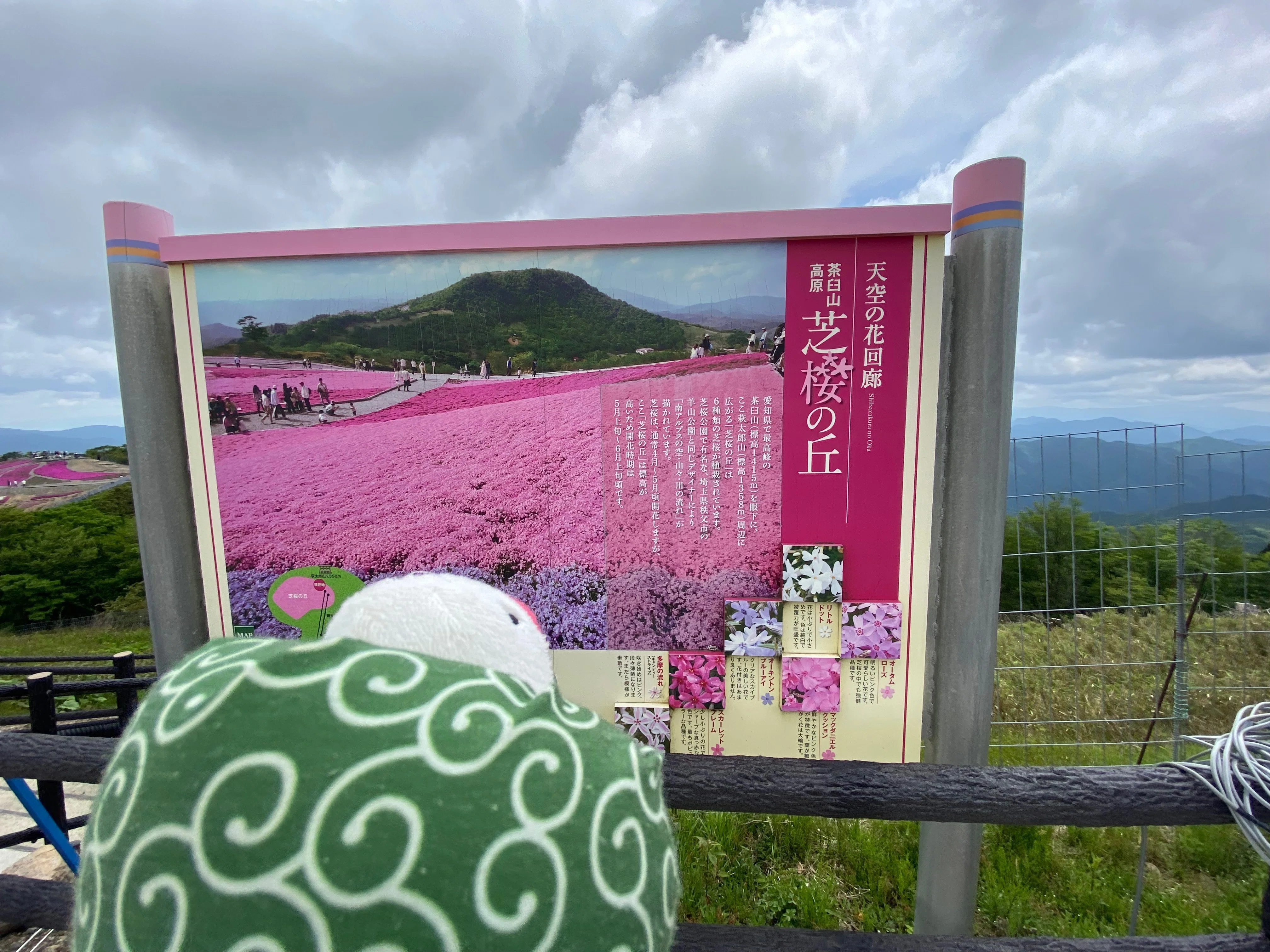 文鳥隊長と行く#49】茶臼山高原芝桜〜キャンプへの道リベンジ編｜おいも