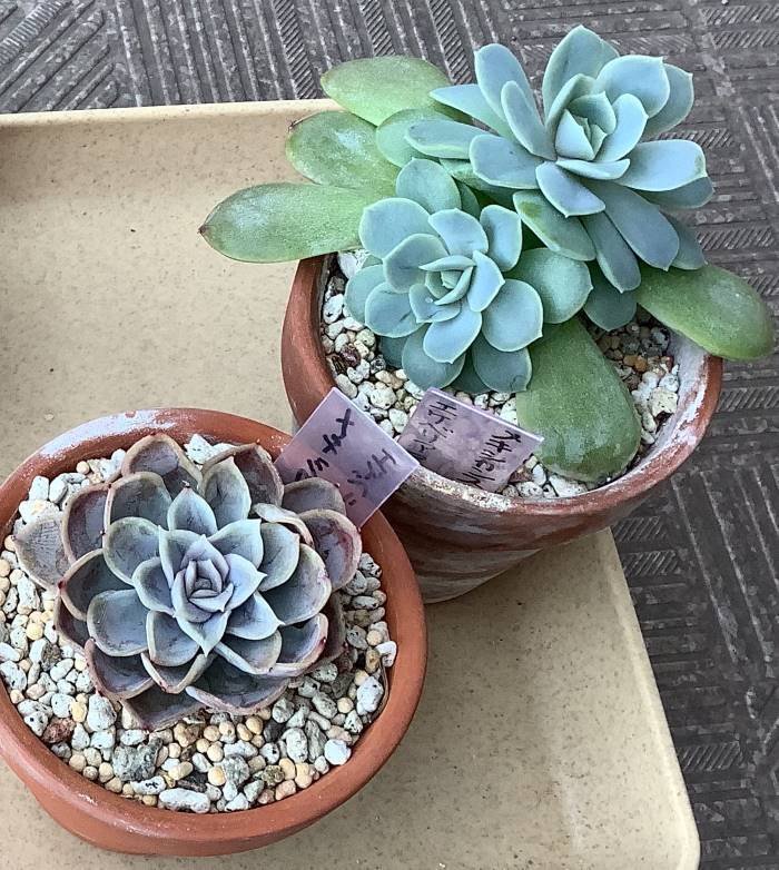 新入荷】エケべリア韓国苗 スノーライン 多肉植物 s_6104 多肉植物