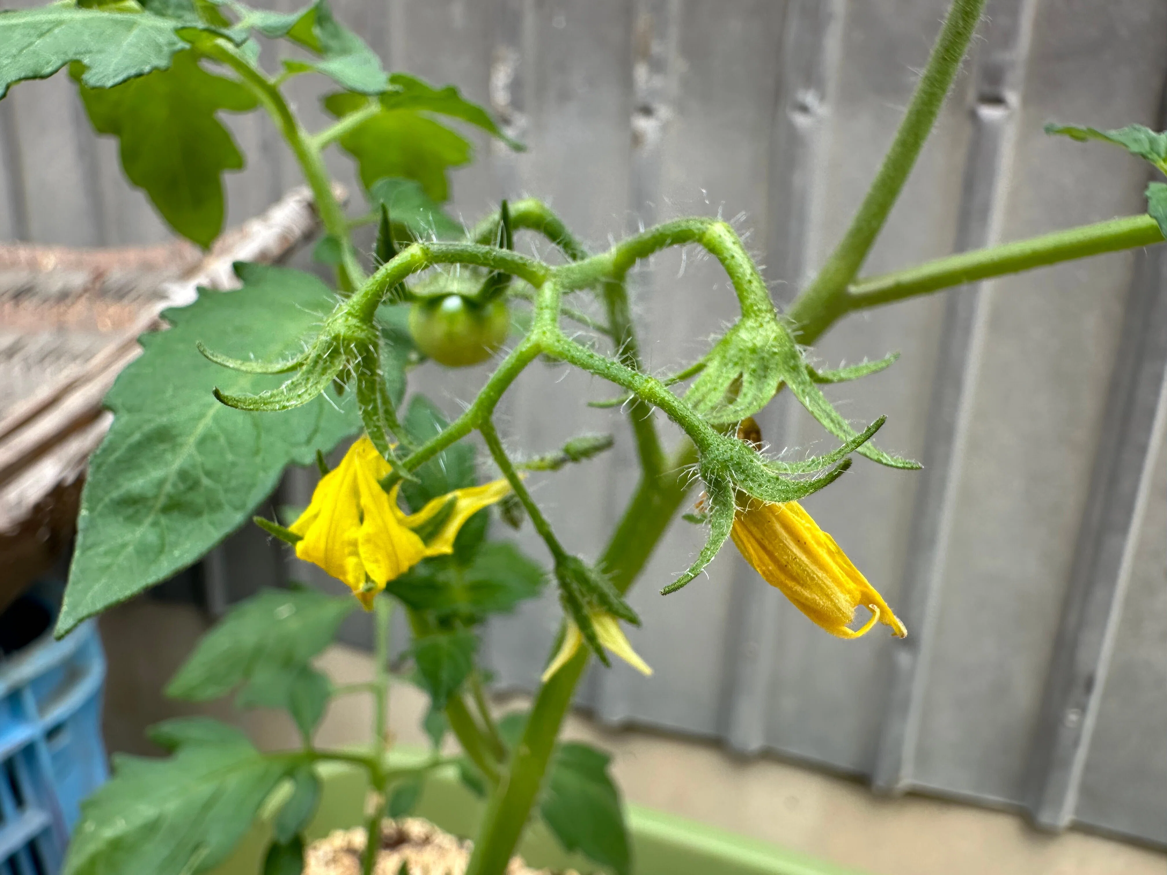 このお野菜は、な～んだ？｜NicePapa 平野 尚志