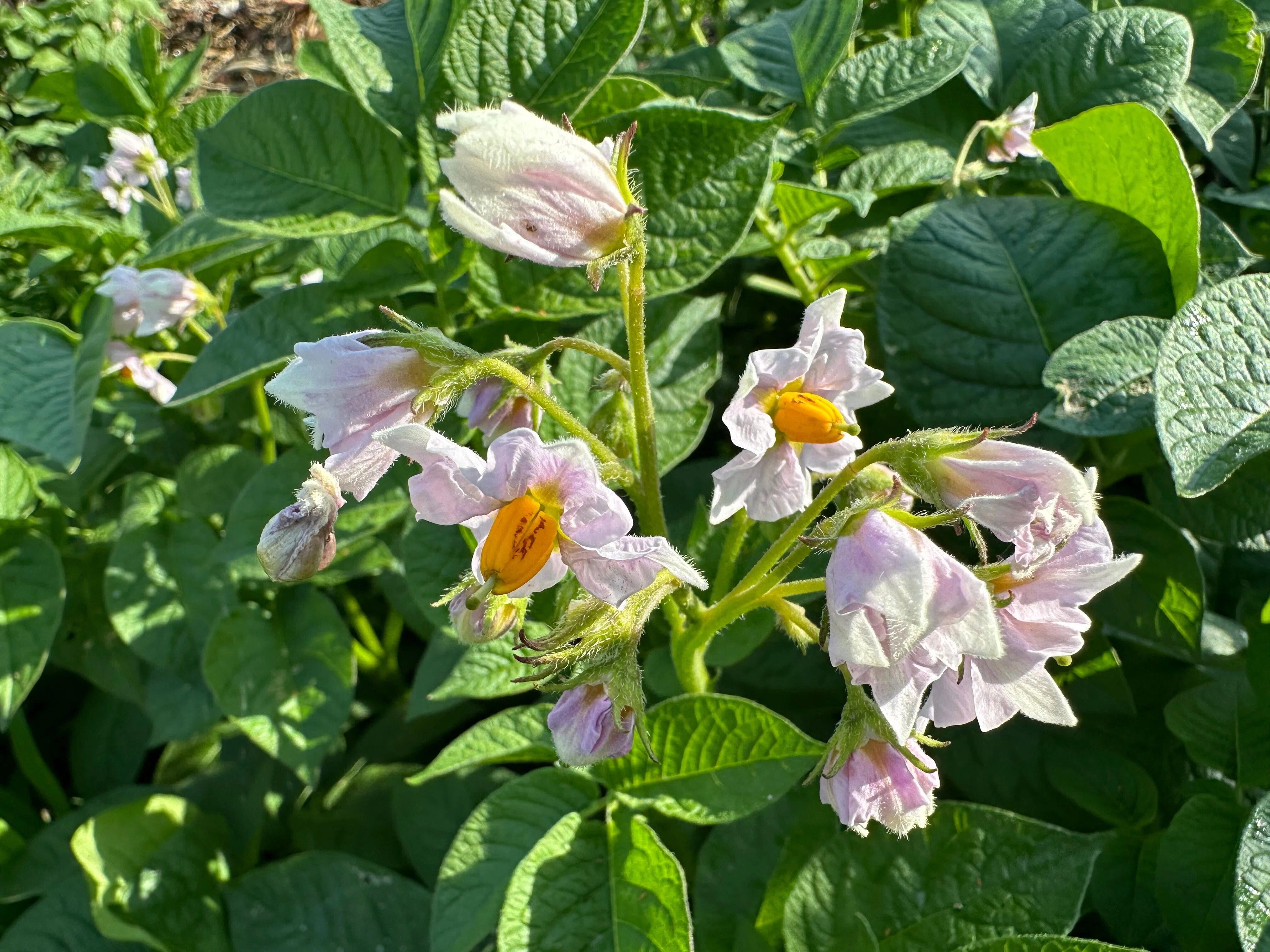 このお野菜は、な～んだ？｜NicePapa 平野 尚志