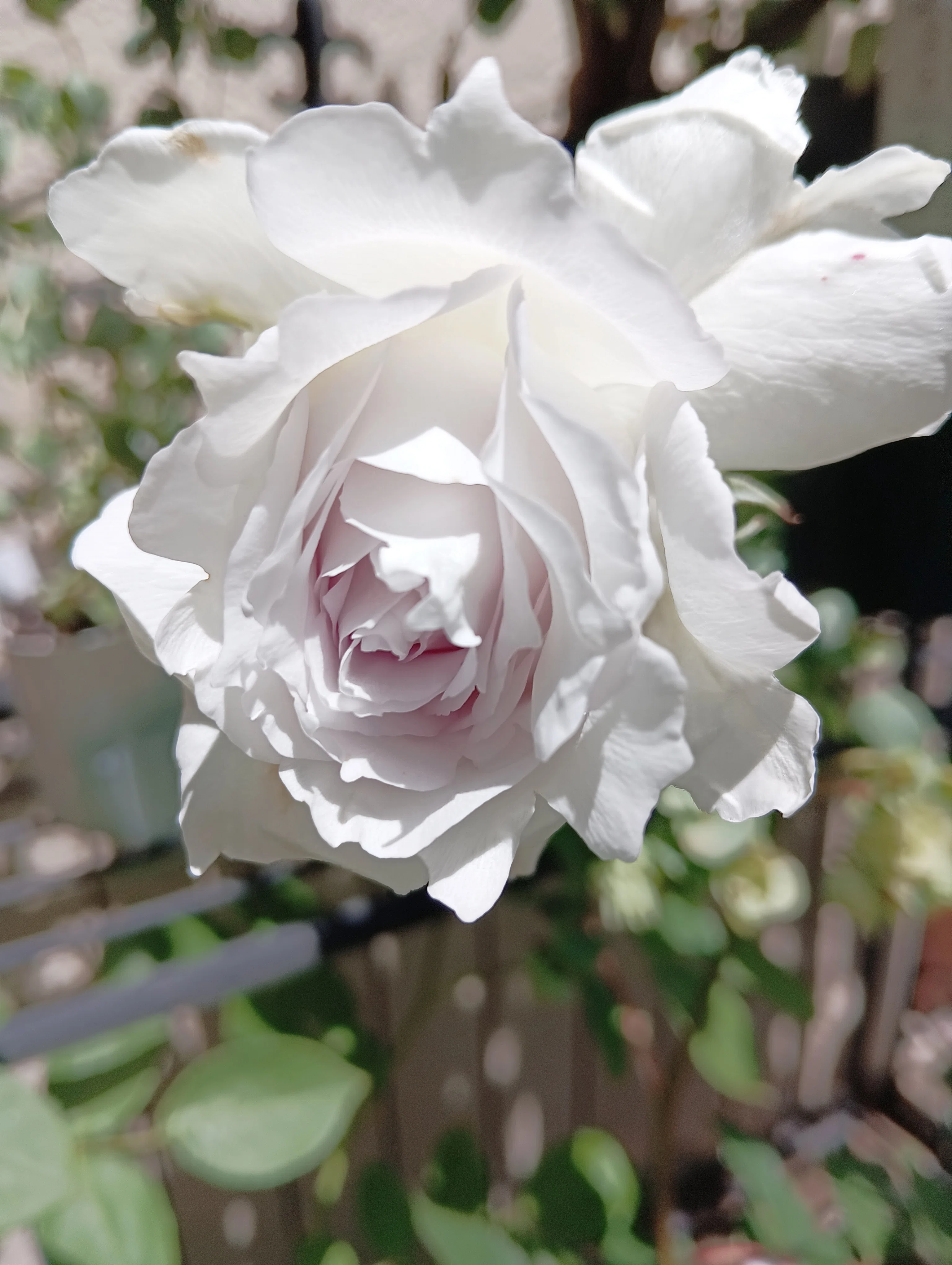 鉢植えで育てるのがオススメ！ ガブリエル｜さき