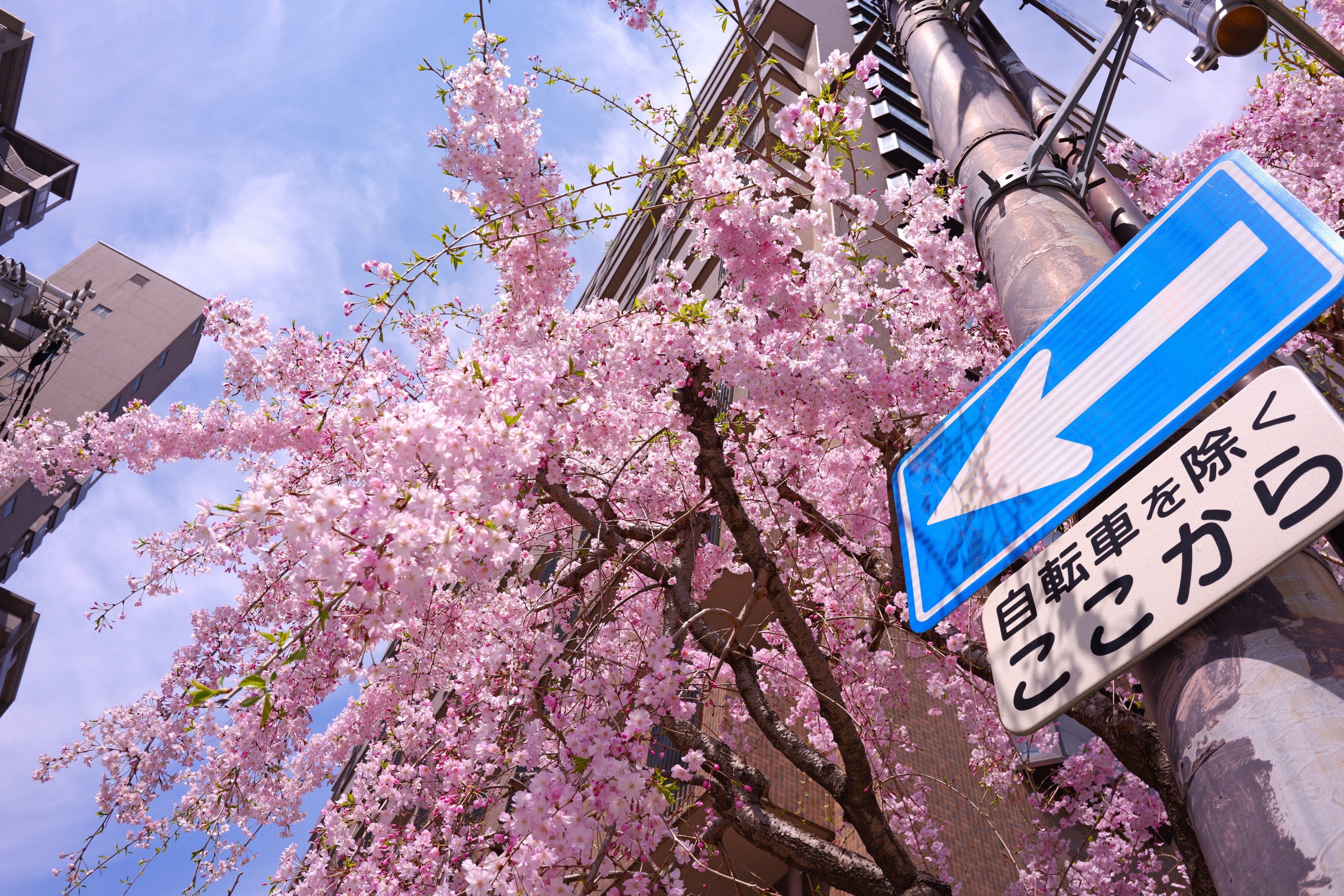 LUMIX S 26mm F8 が発表されました|LUMIX Lens Letters LUMIX S 26mm F8 が発表されました|LUMIX Lens Letters