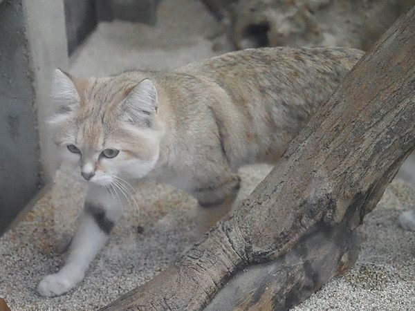 スナネコ様 ページ スナネコ図鑑 Sand Cat｜M_ayumi